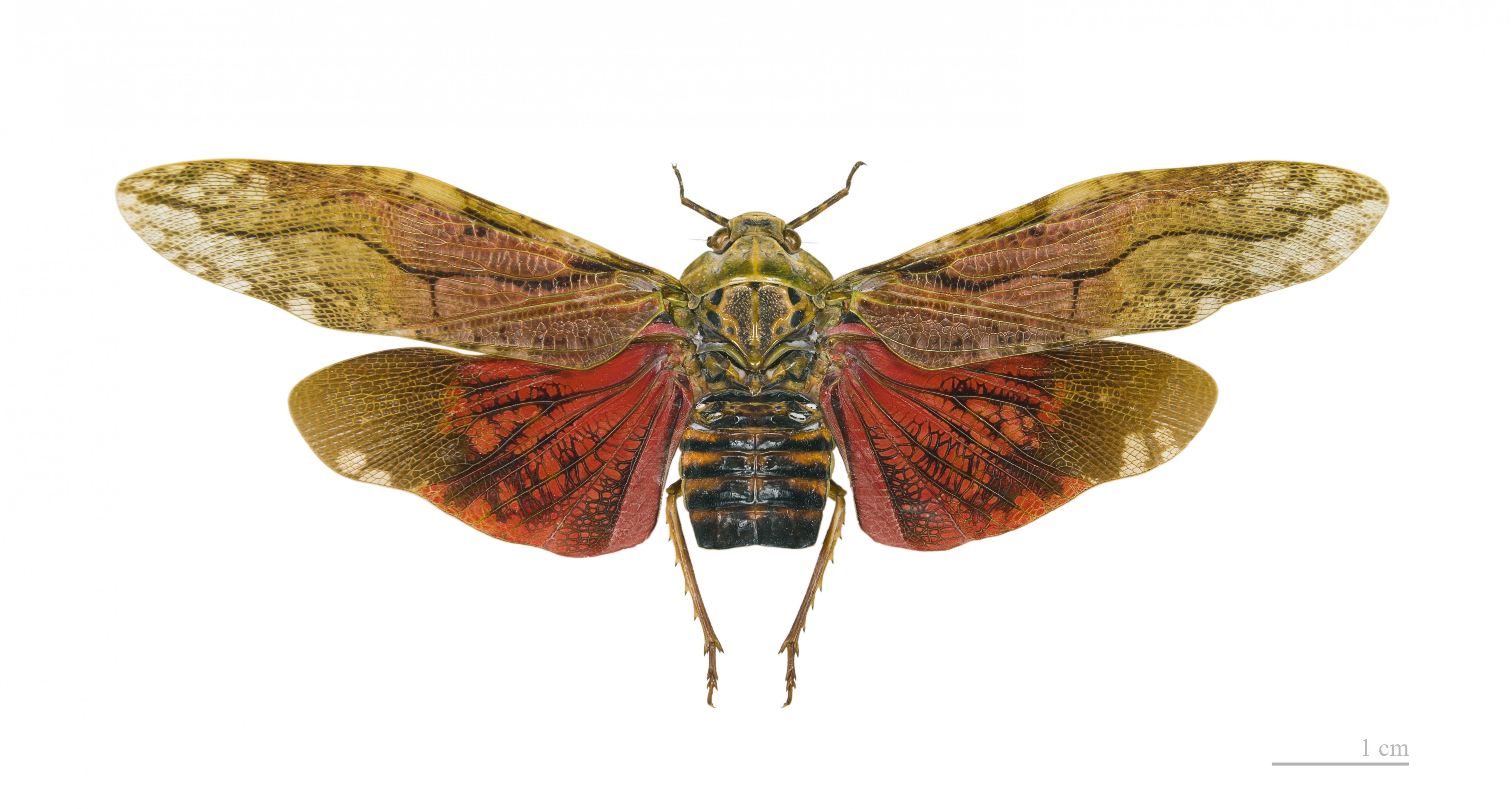 Aracynthus sanguineus MHNT dos vol
