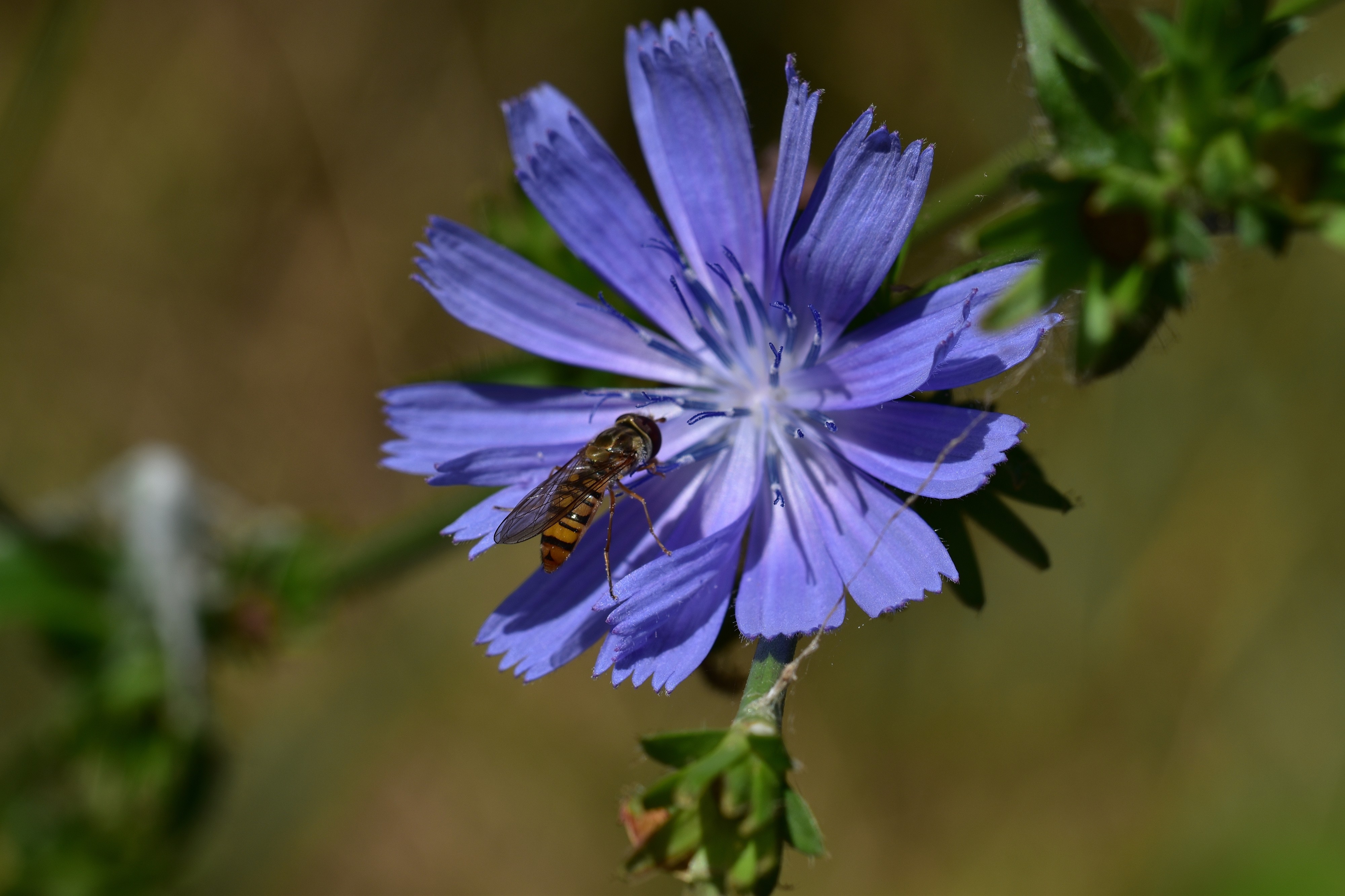 Araignées, insectes et fleurs de la forêt de Moulière (Le Gâchet de Villiers) (28510716253)