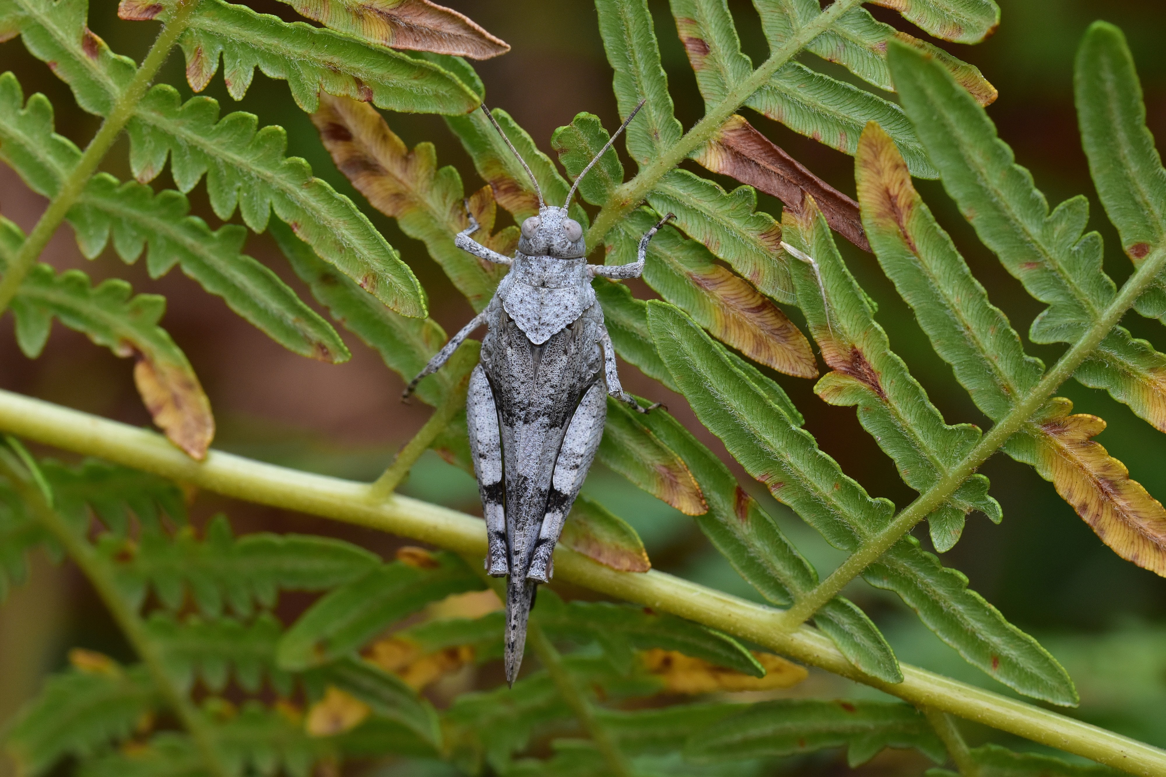 Araignées, insectes et fleurs de la forêt de Moulière (Le Gâchet de Villiers) (29052416831)