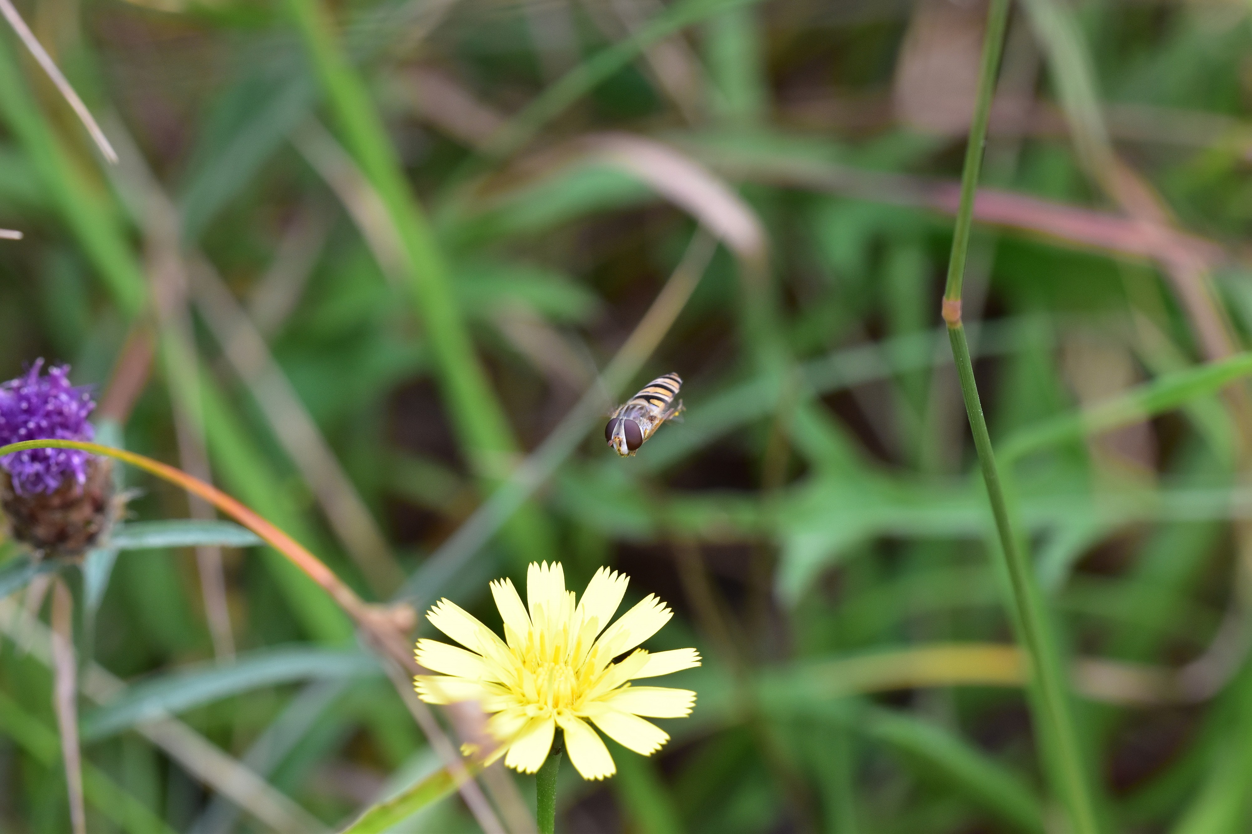 Araignées, insectes et fleurs de la forêt de Moulière (Les Chirons Noirs) (29010925476)