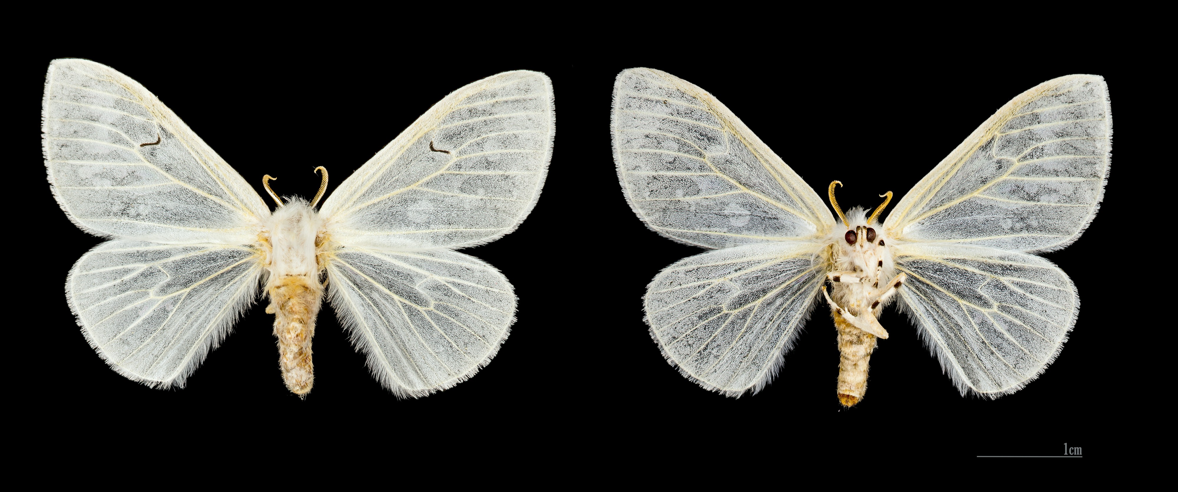 Arctornis l-nigrum MHNT.CUT.2012.0.356. Les Mathes. Female.