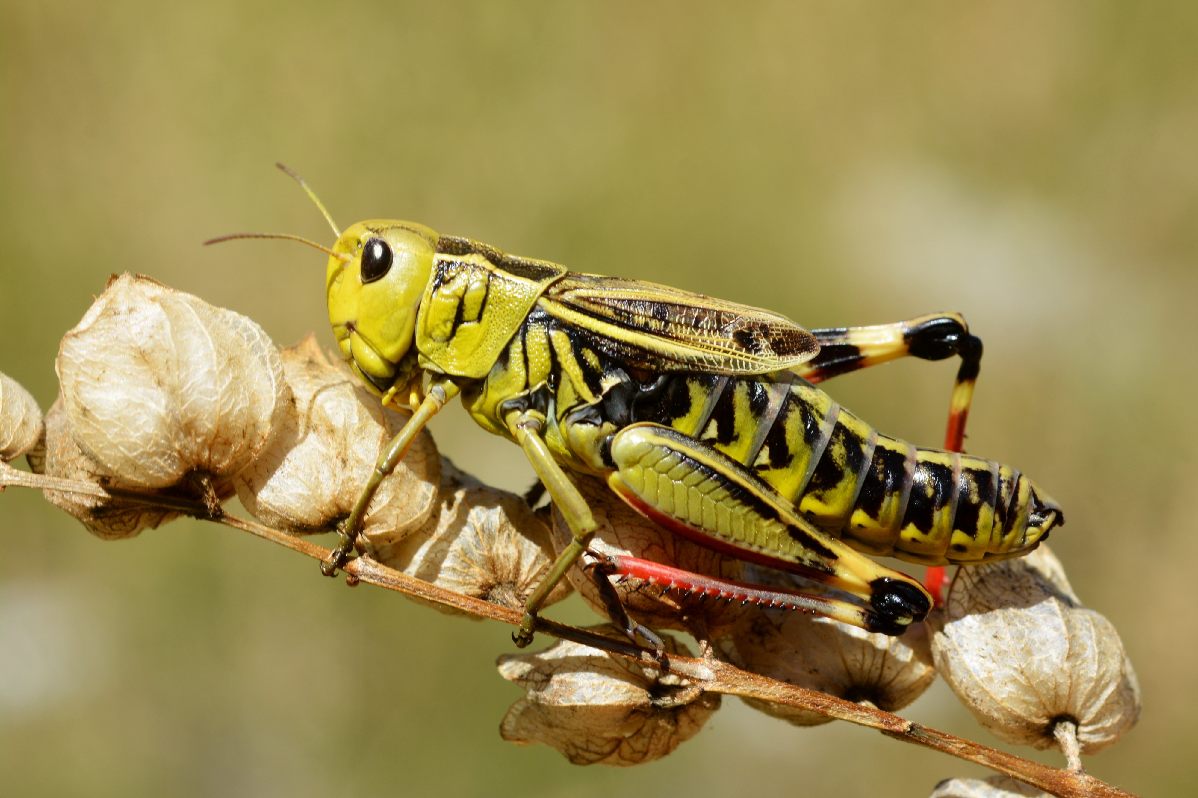Arcyptera fusca female (31839047776)