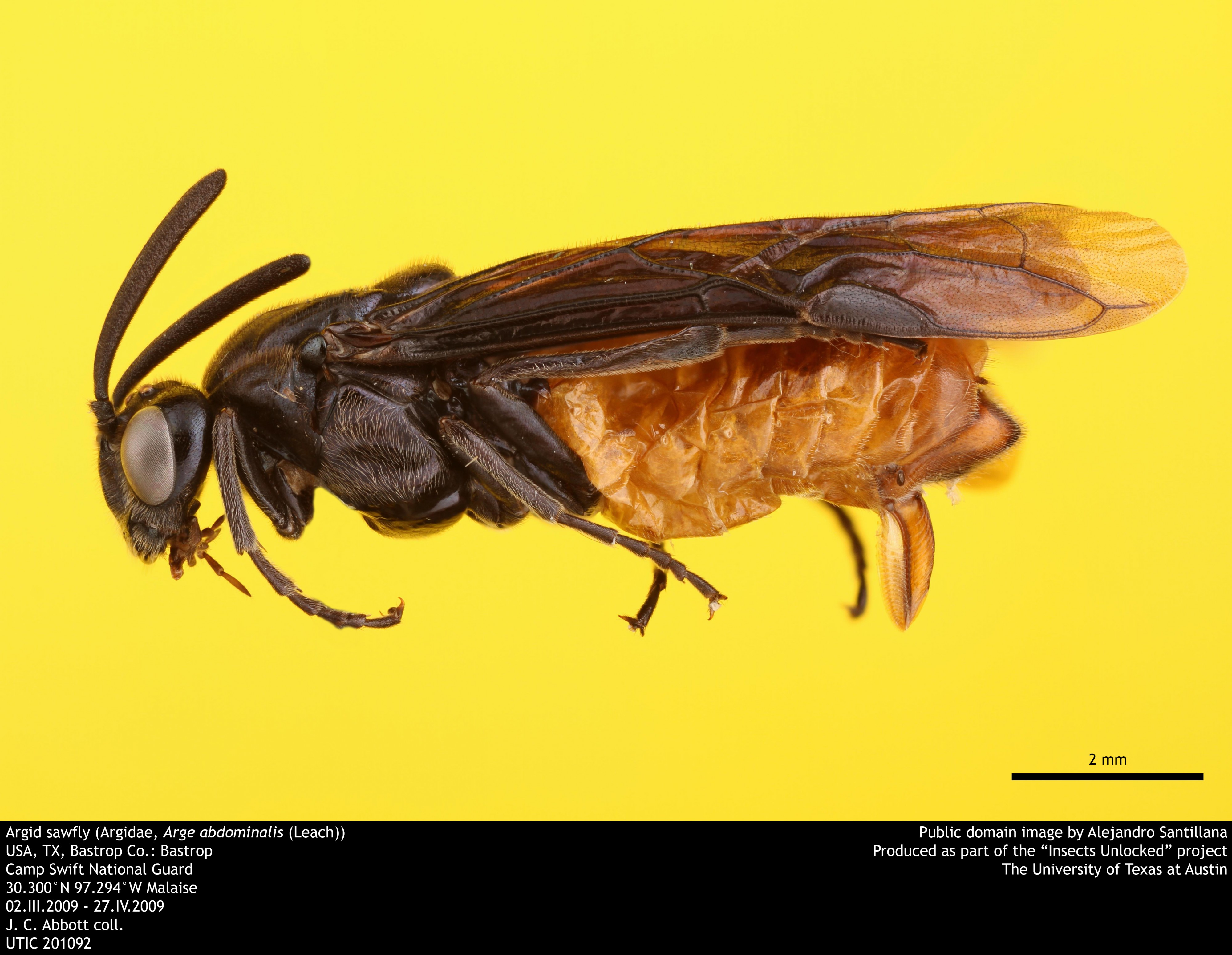 Argid sawfly (Argidae, Arge abdominalis (Leach)) (36217463370)