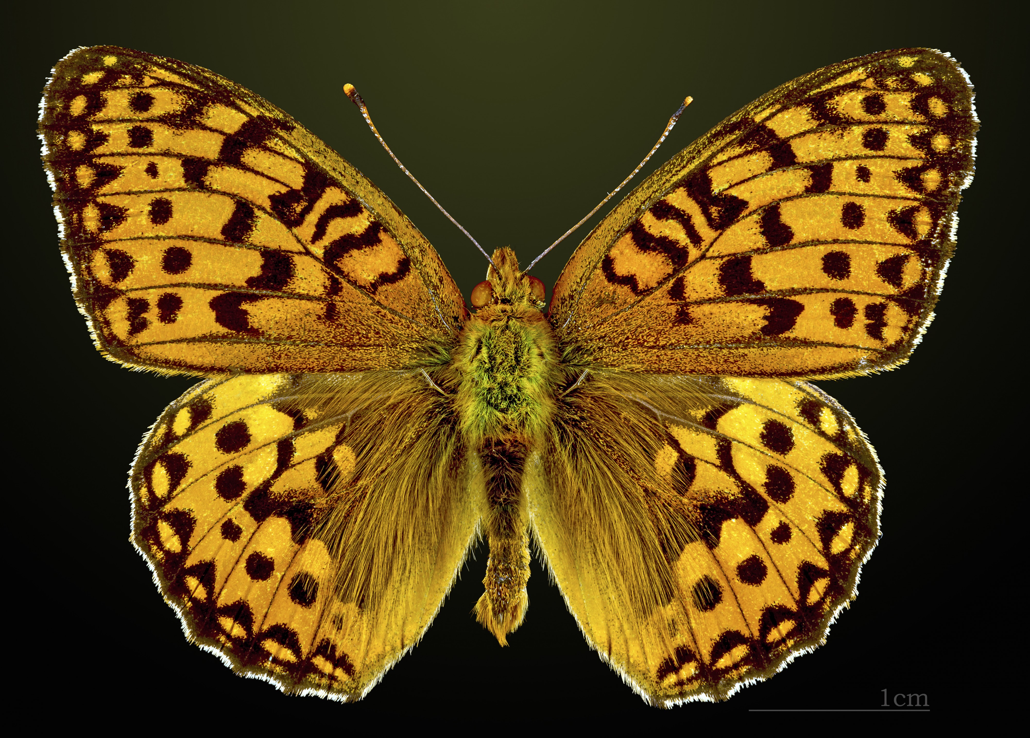 Argynnis aglaja MHNT CUT 2013 3 25 Auzat Dorsal