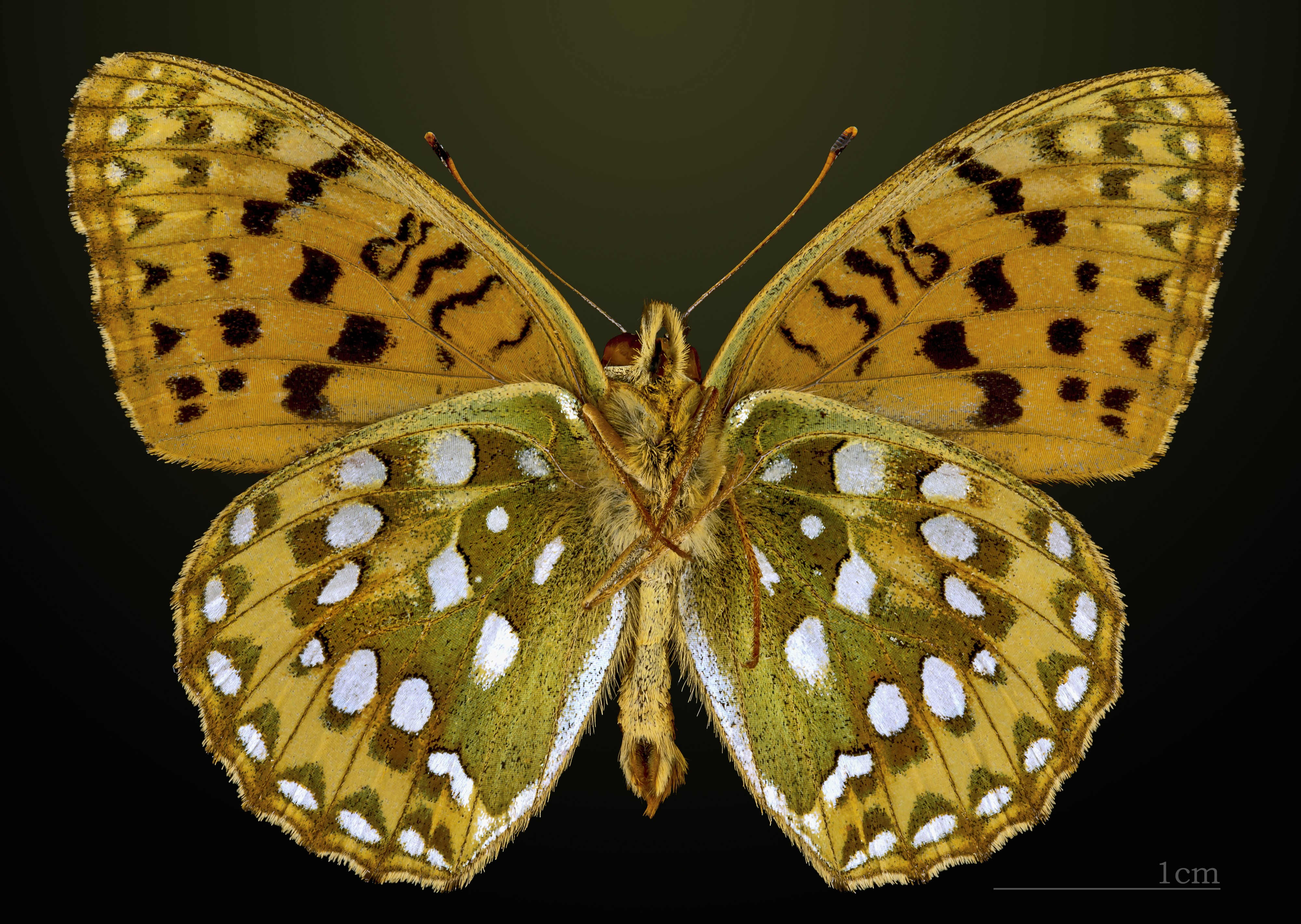 Argynnis aglaja MHNT CUT 2013 3 25 Auzat Ventral