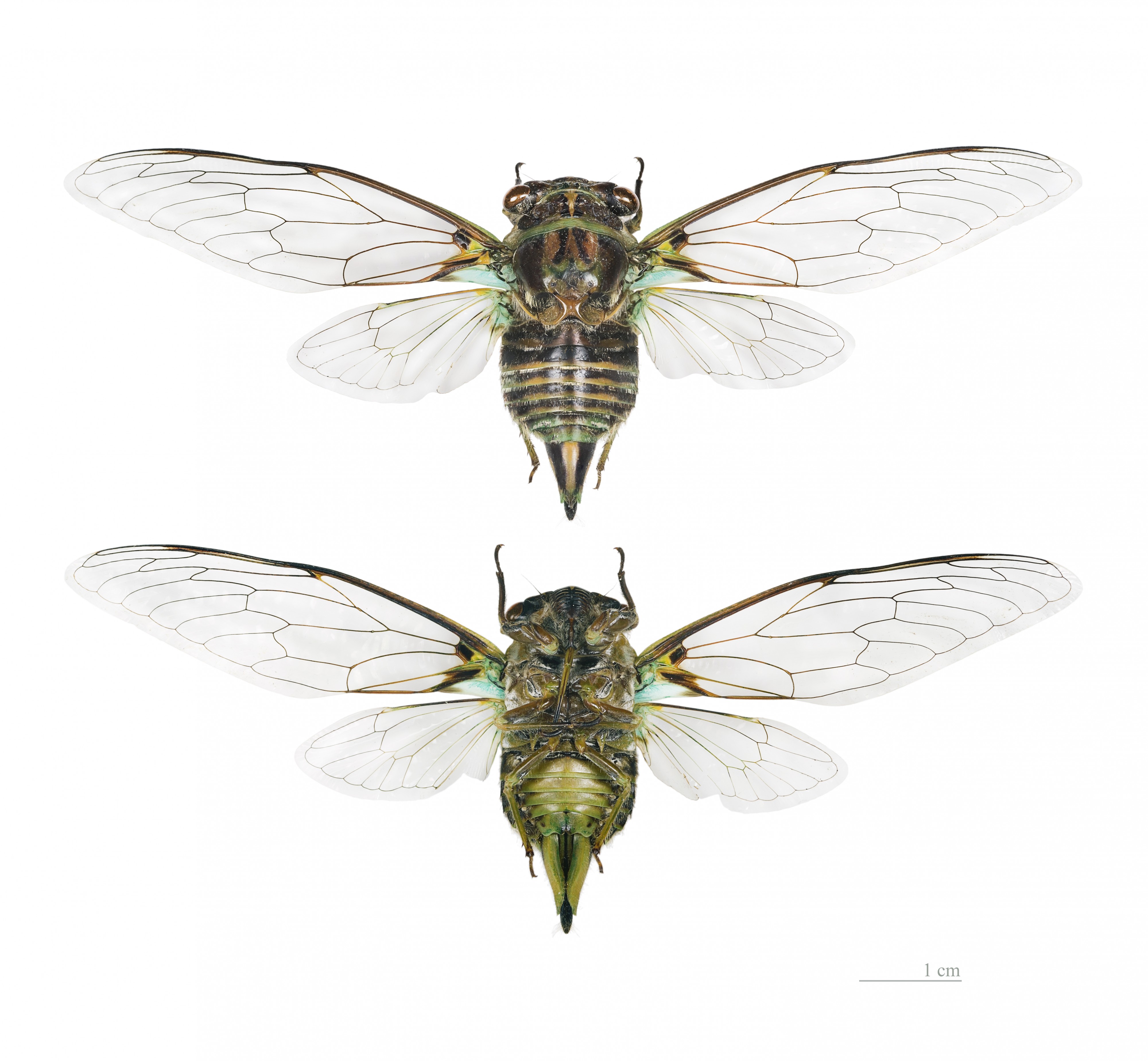 Ariasa colombiae MHNT