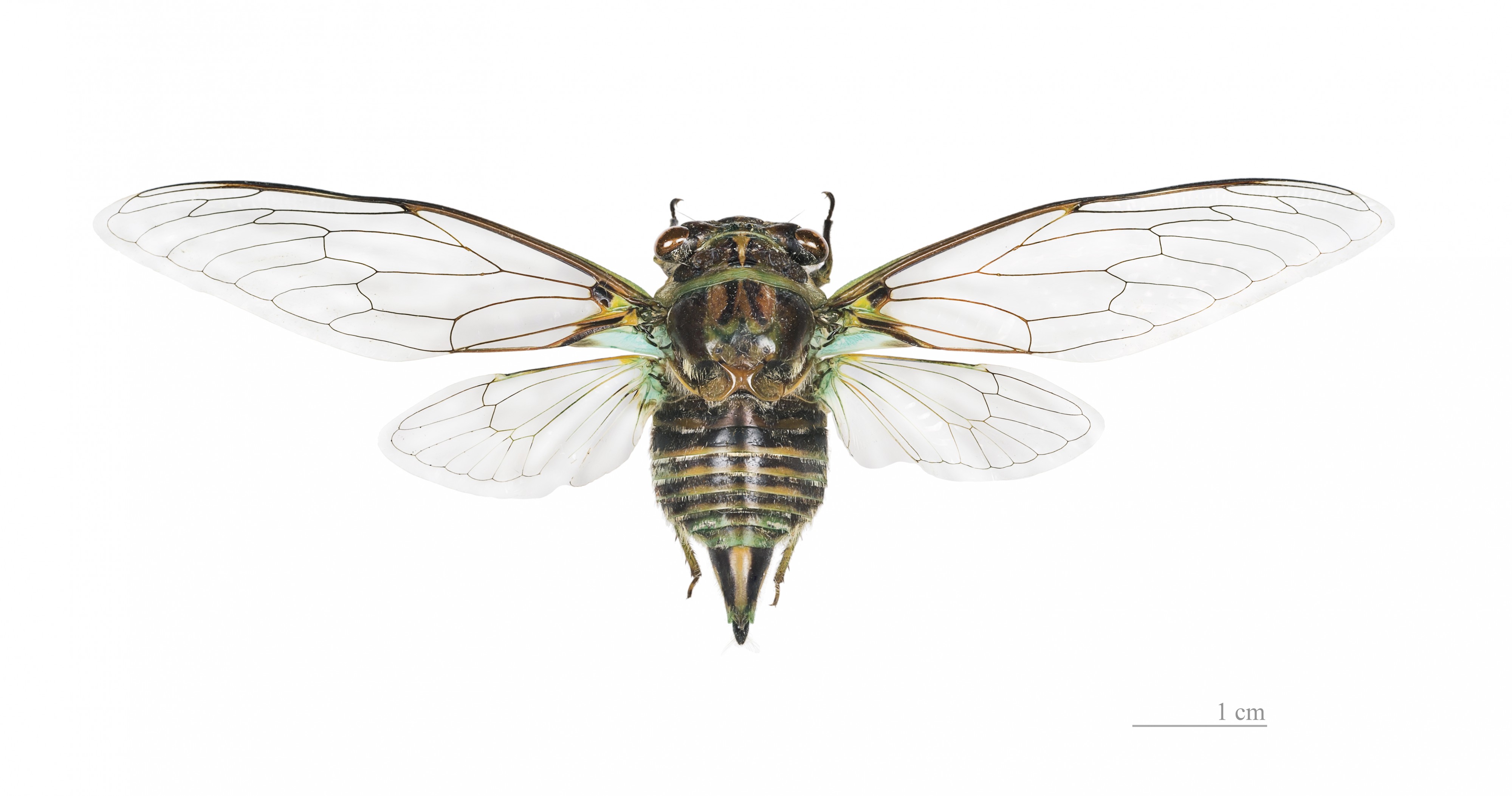 Ariasa colombiae MHNT dos