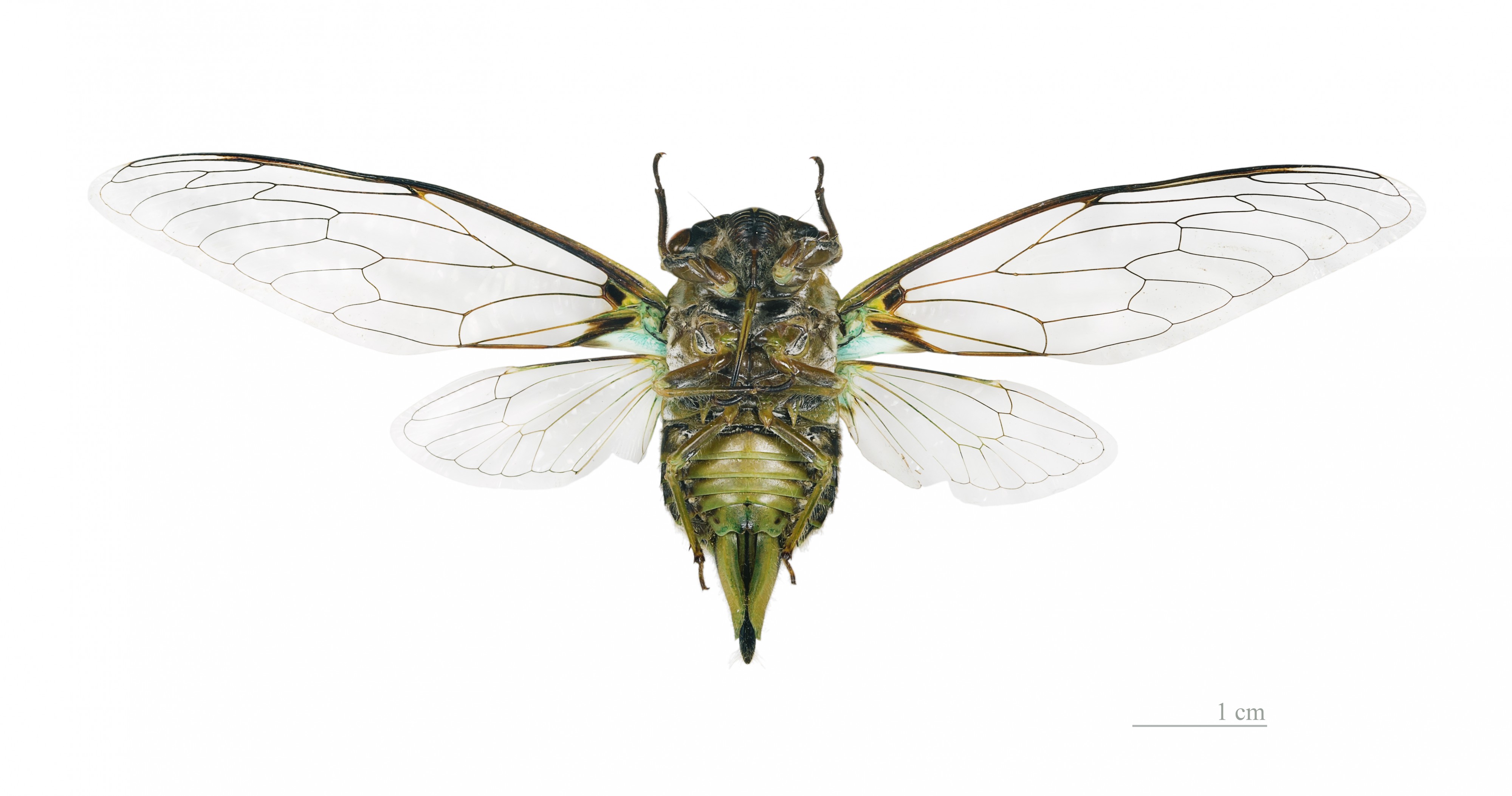 Ariasa colombiae MHNT ventre