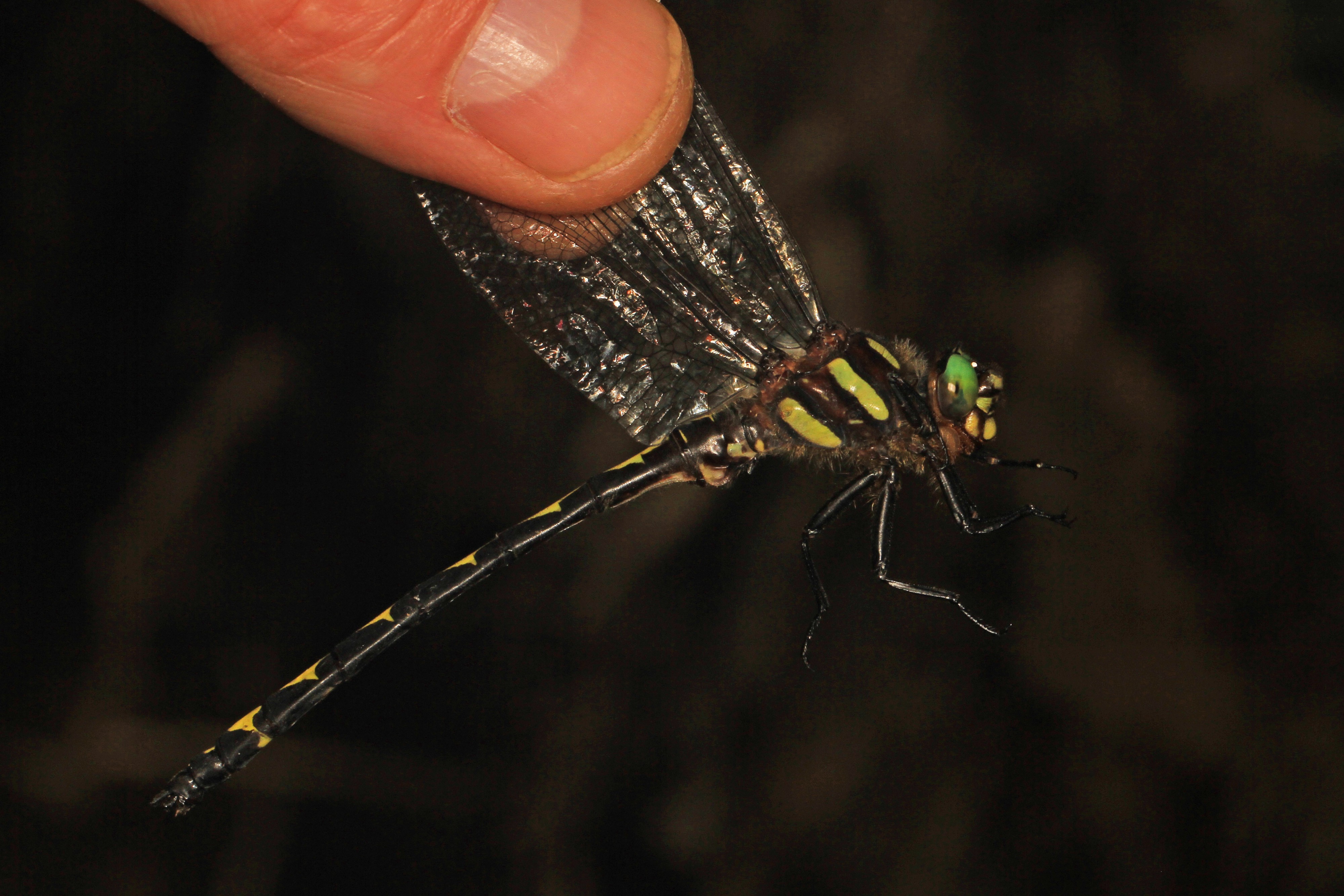 Arrowhead Spiketail - Cordulegaster obliqua, Friendsville, Maryland - 28144690234