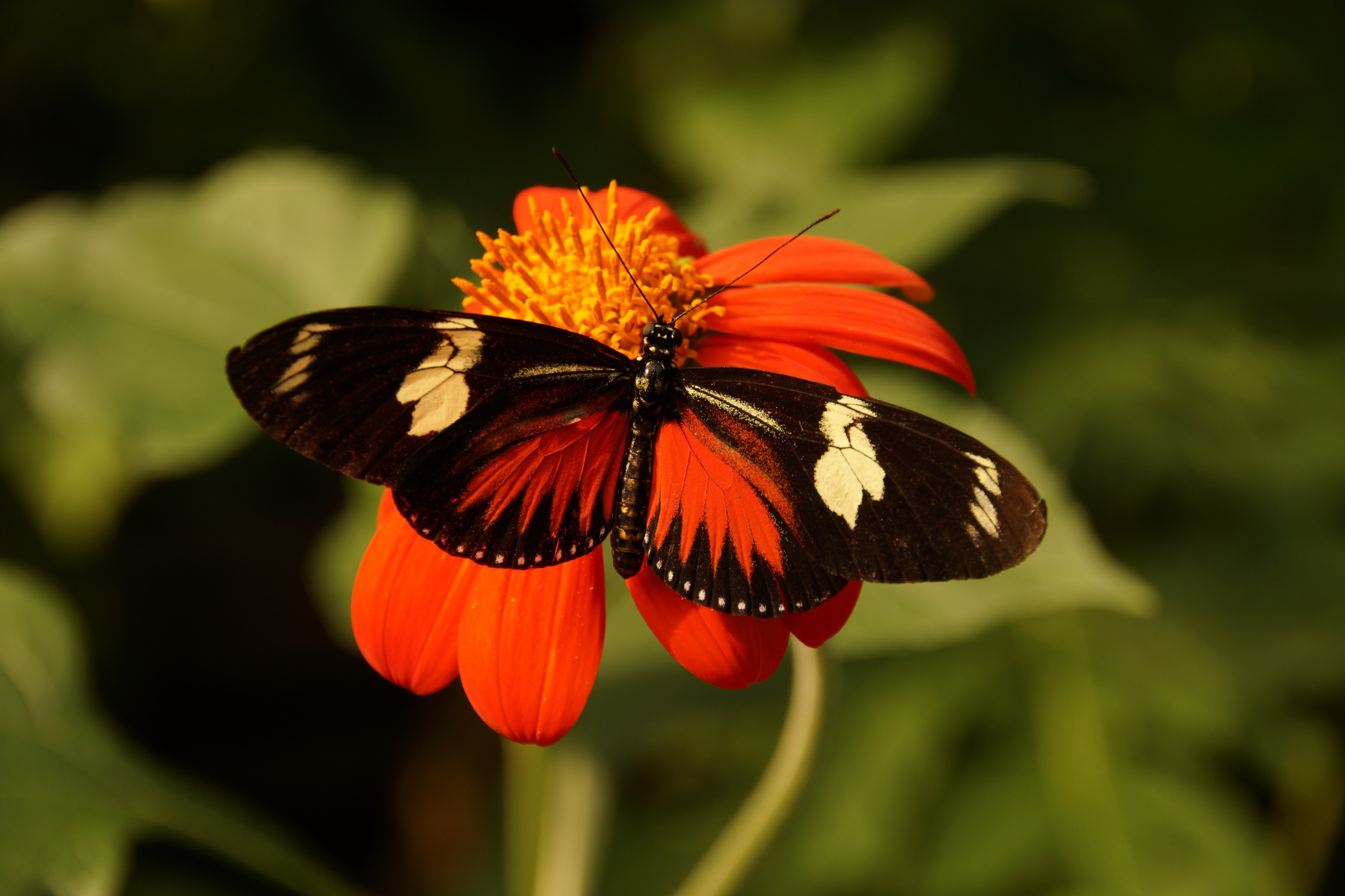 Artis DSC07727 (9548625088)