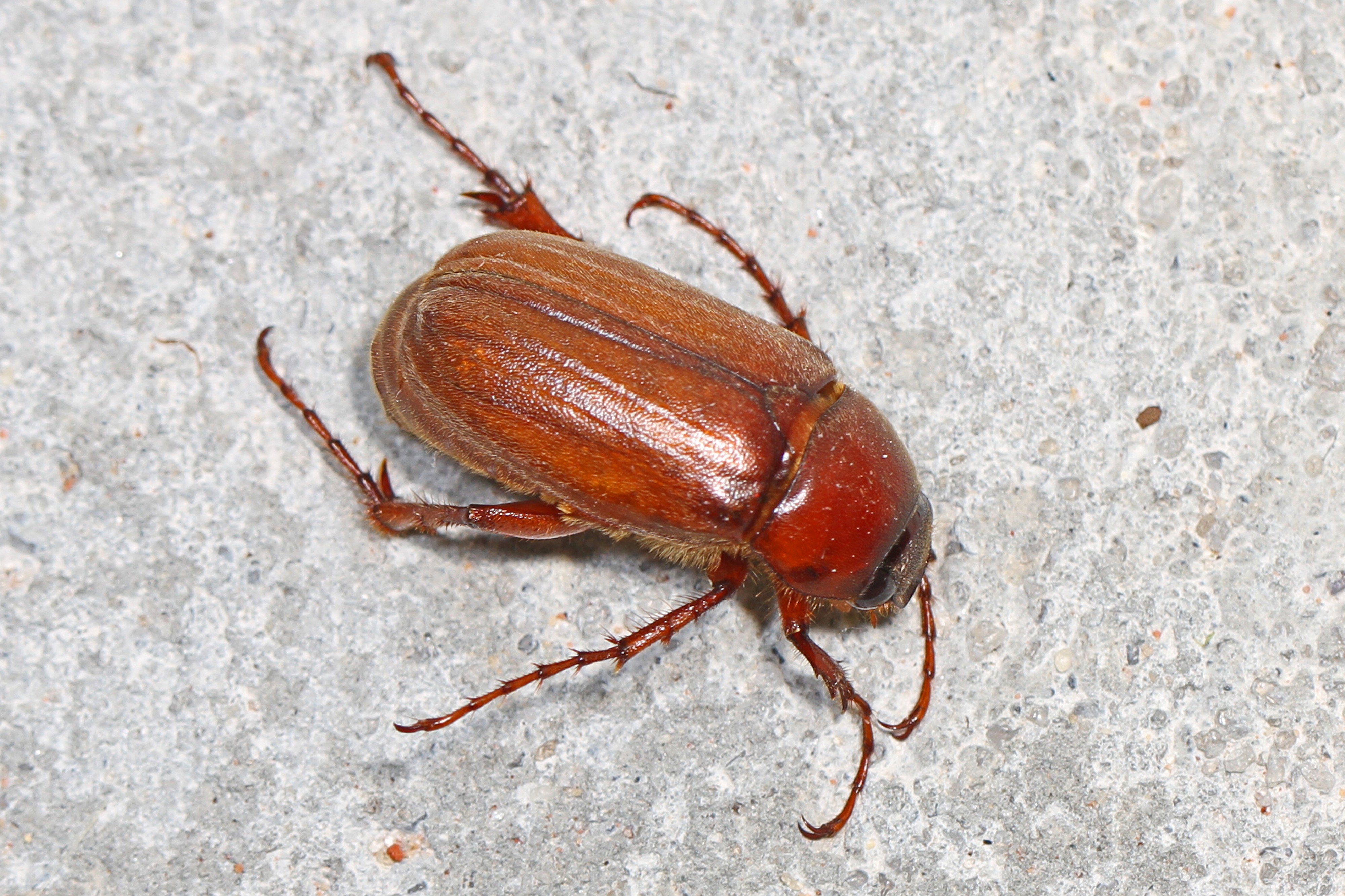 Asiatic Garden Beetle - Maladera castanea, Archbold Biological Station, Venus, Florida