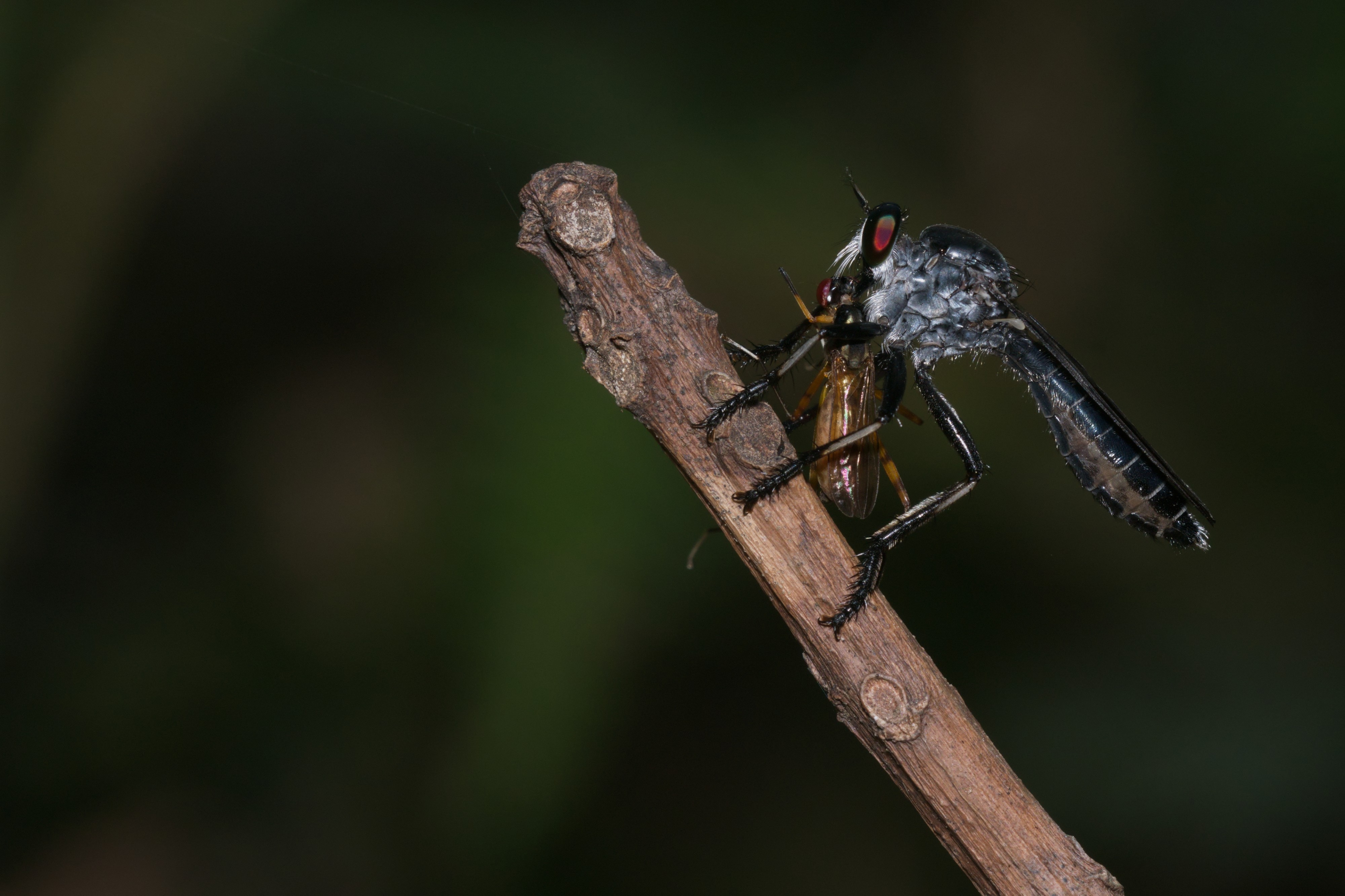 Asilidae-Kadavoor-2016-04-12-002