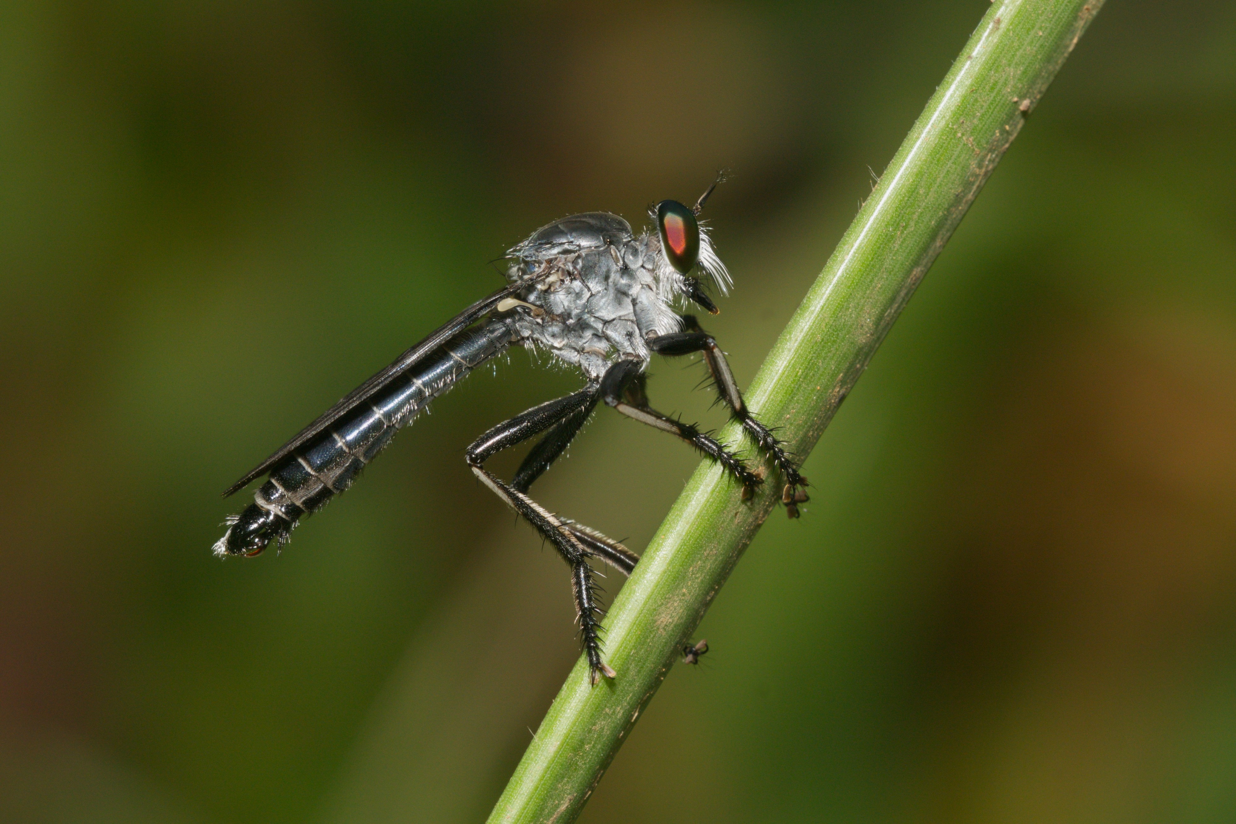 Asilidae-Kadavoor-2016-06-25-001