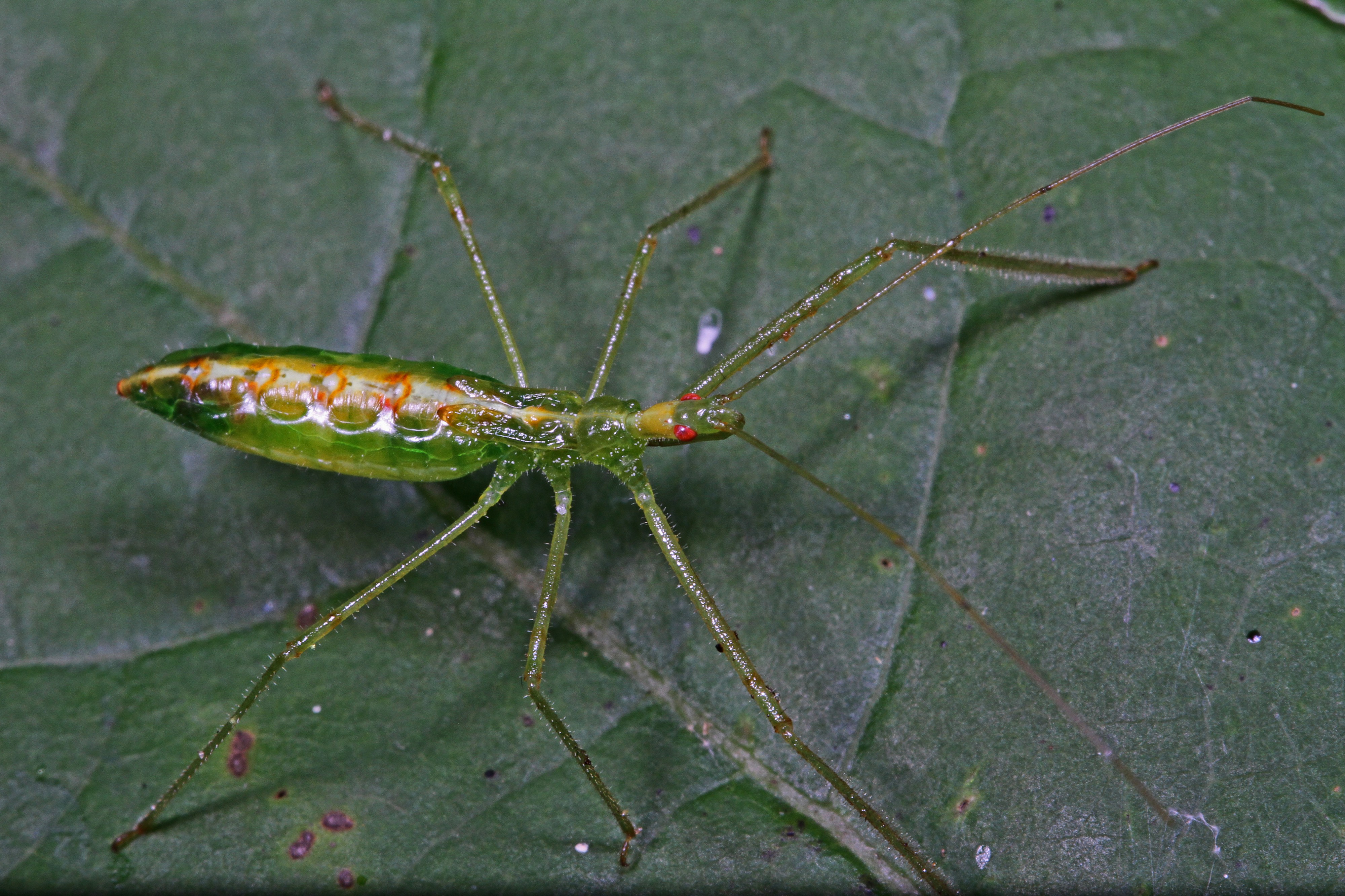 Assassin Bug nymph - Zelus luridis, Leesylvania State Park, Woodbridge, Virginia