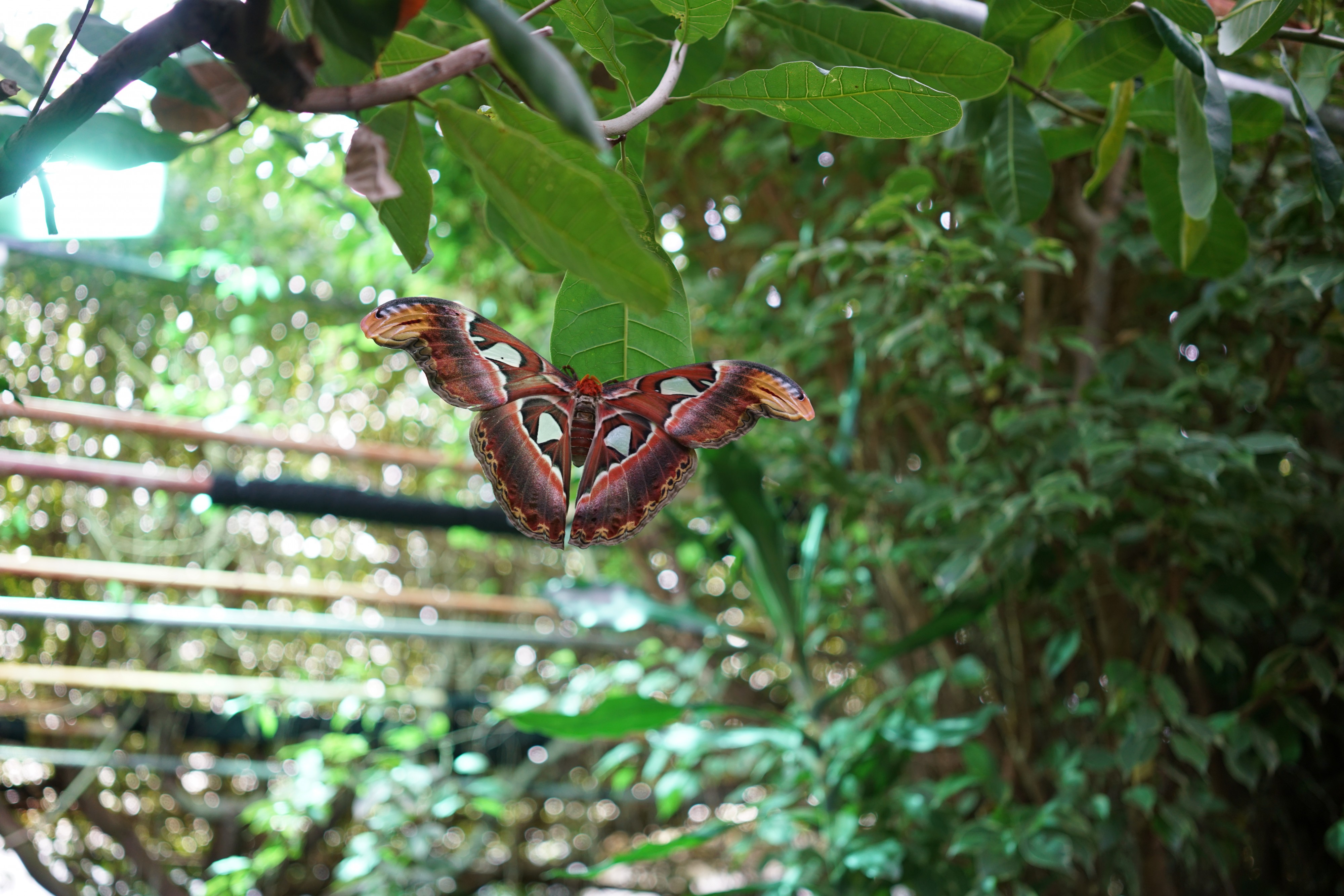 Atlas moth, Fjärilshuset Haga (1)