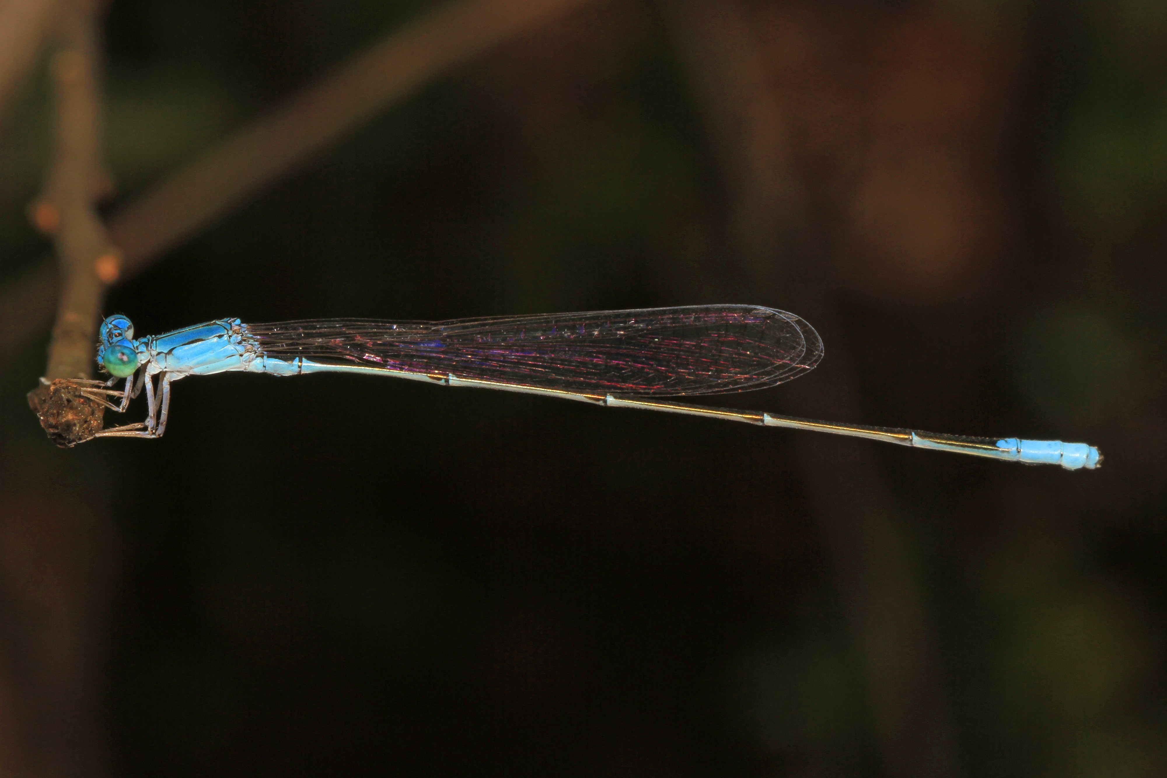 Attenuated Bluet - Enallagma daeckii, Watson Preserve, Warren, Texas - 22176429559