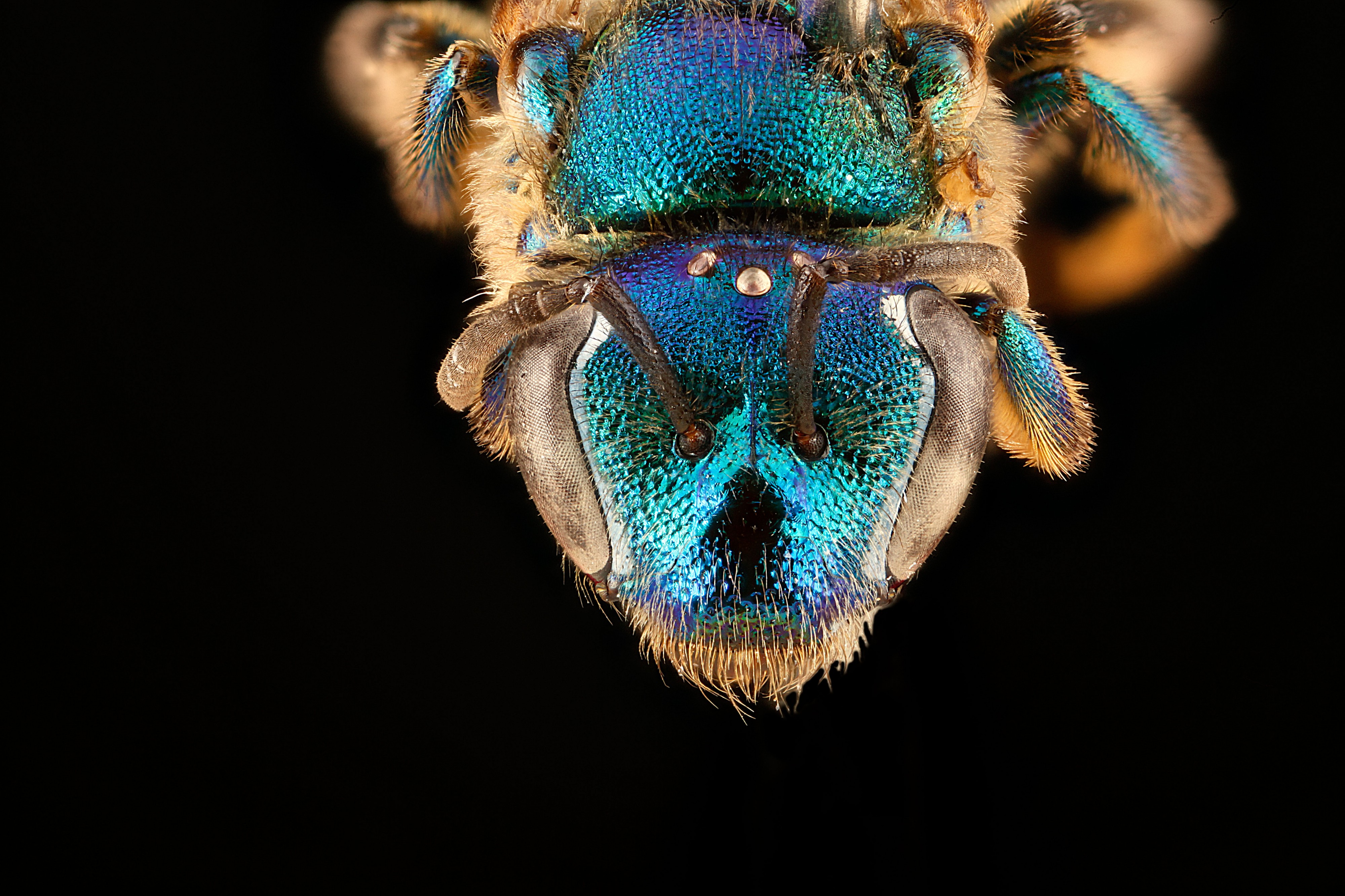 Augochloropsis anonyma1