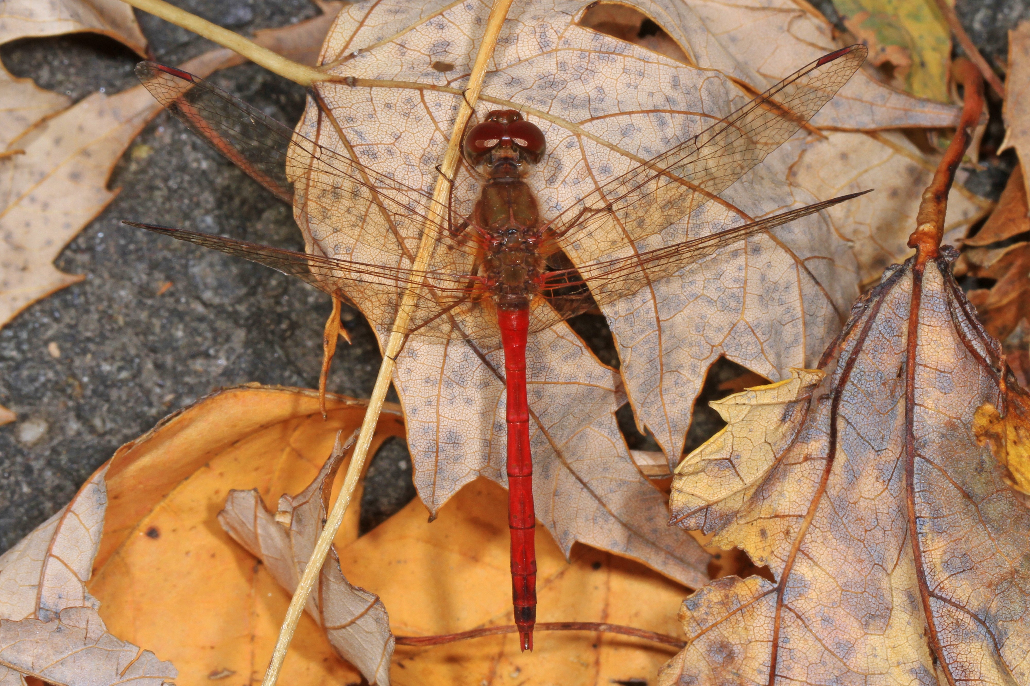 Autumn Meadowhawk - Sympetrum vicinum, Occoquan Regional Park, Lorton, Virginia