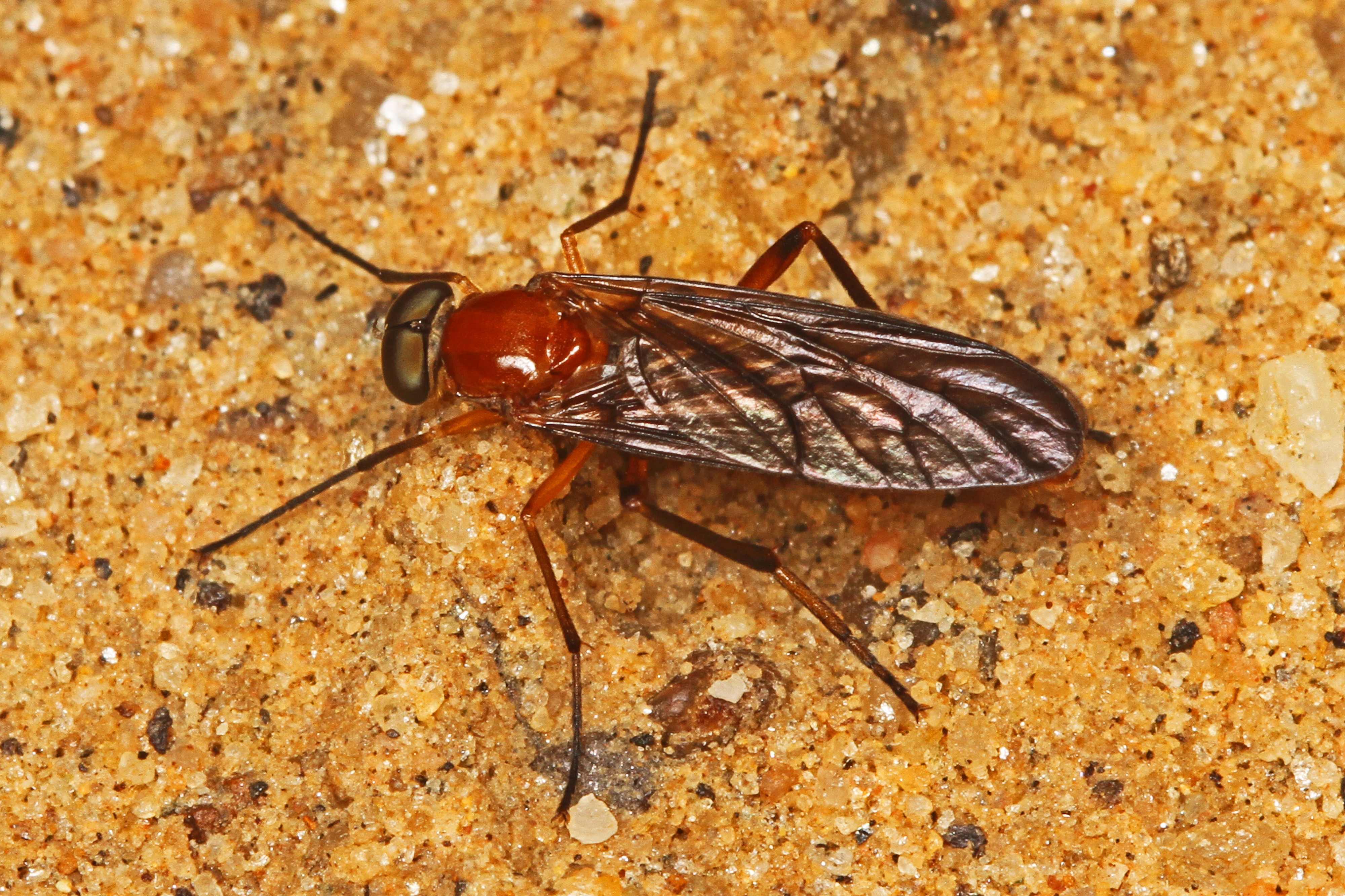 Awl Fly - Dialysis species, Patuxent National Wildlife Refuge, Laurel, Maryland