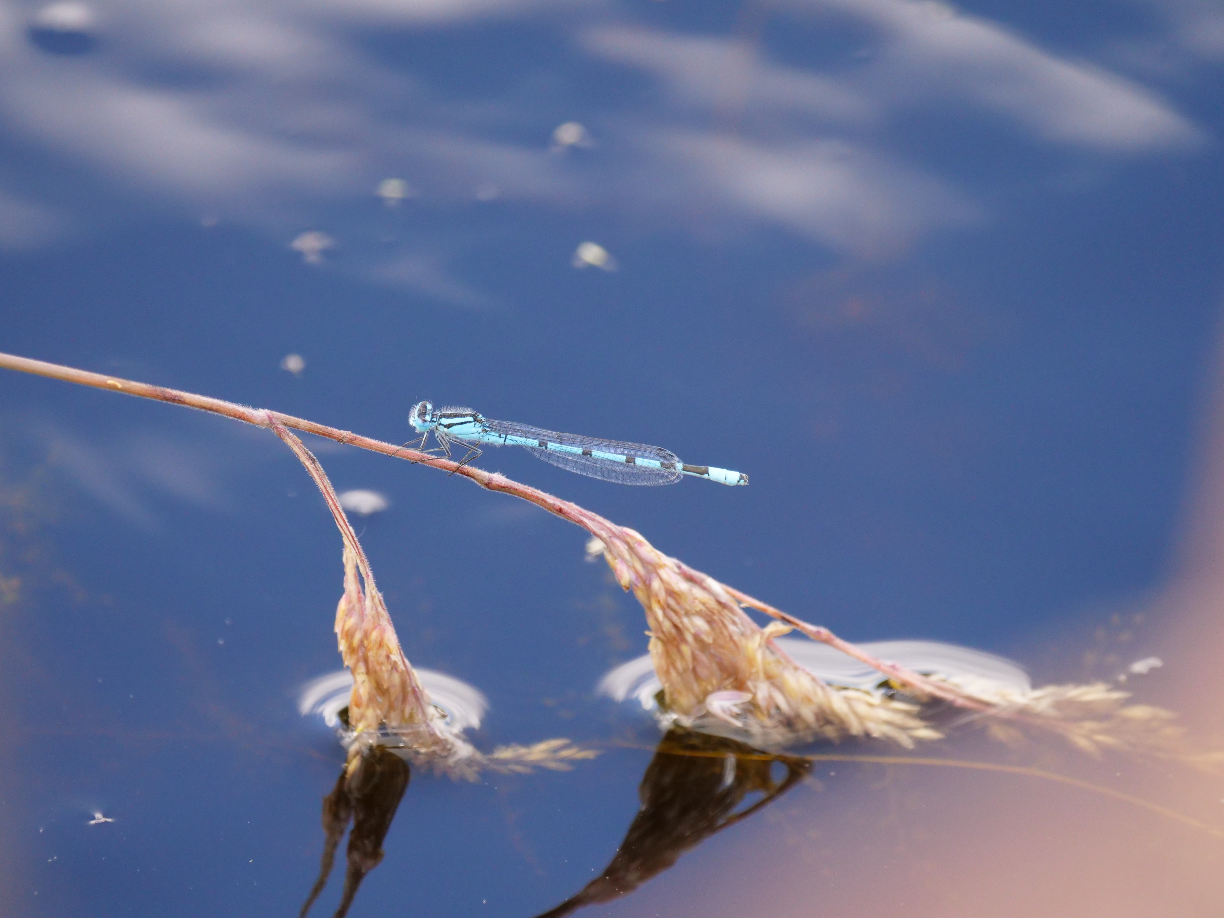 Azurjungfer (Coenagrion) P1011521