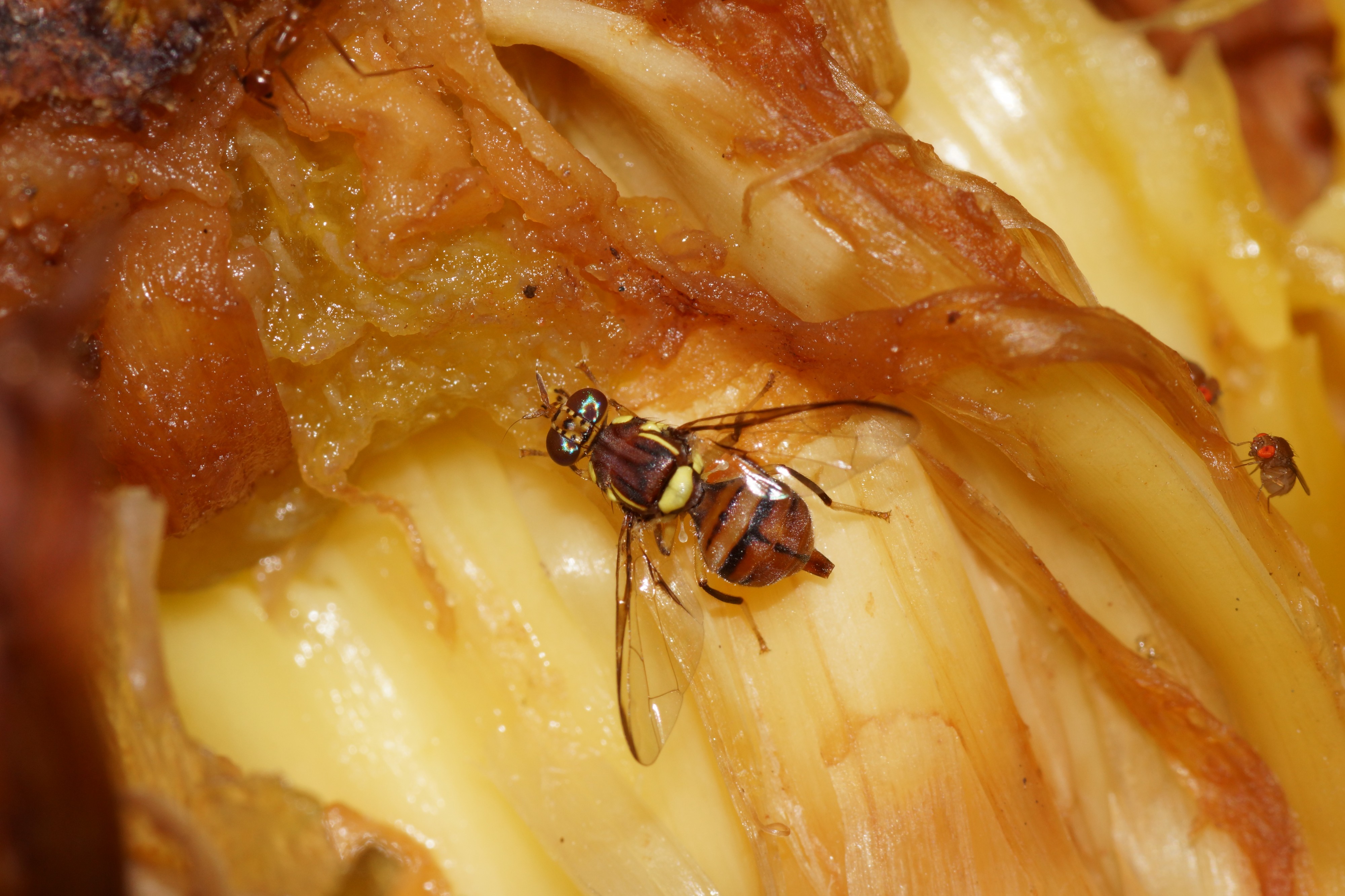 Bactrocera 08506