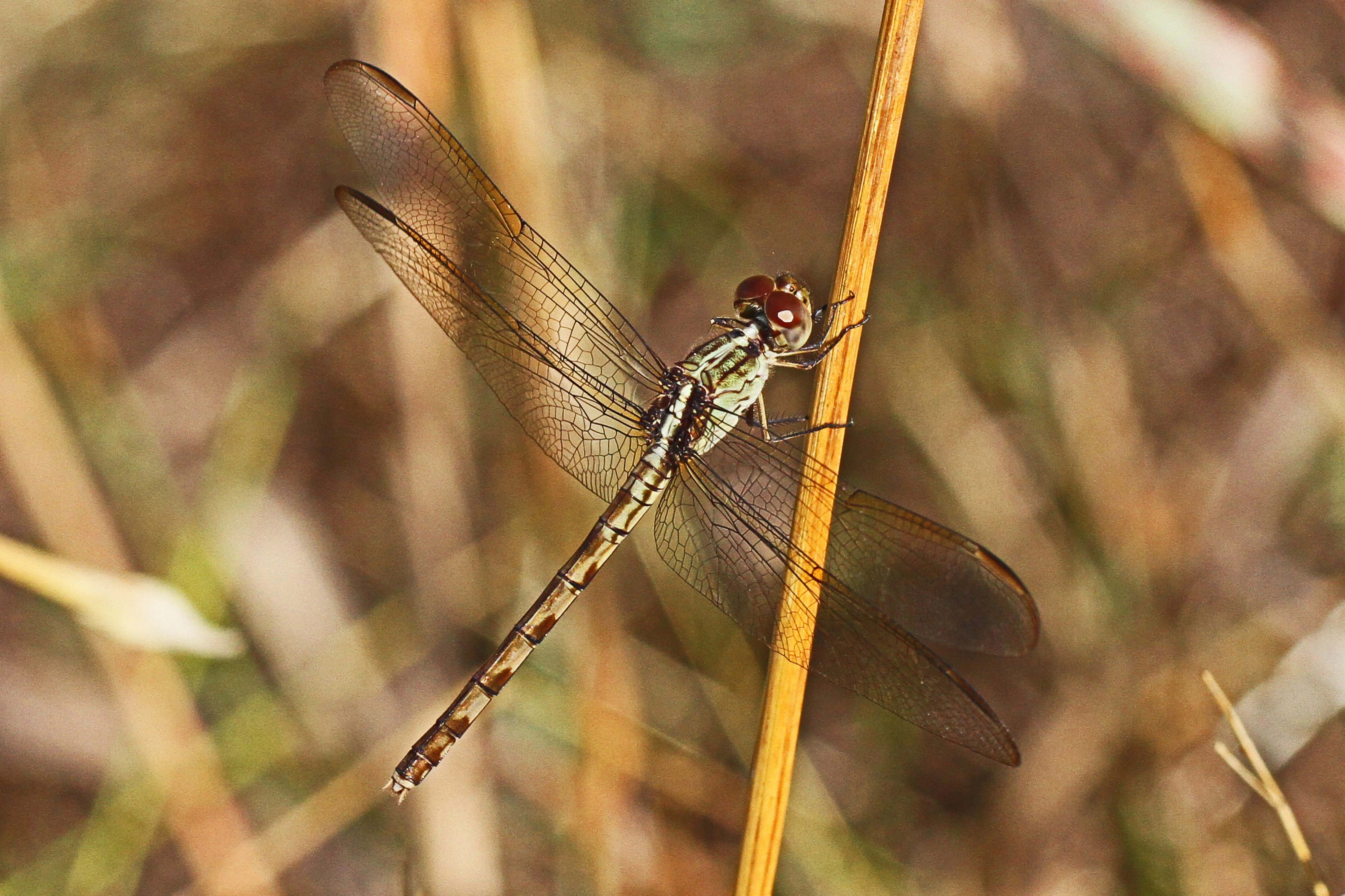 Band-winged Dragonlet - Erythrodiplax umbrata, Eco Pond, Everglades National Park, Homestead, Florida - 8254113966