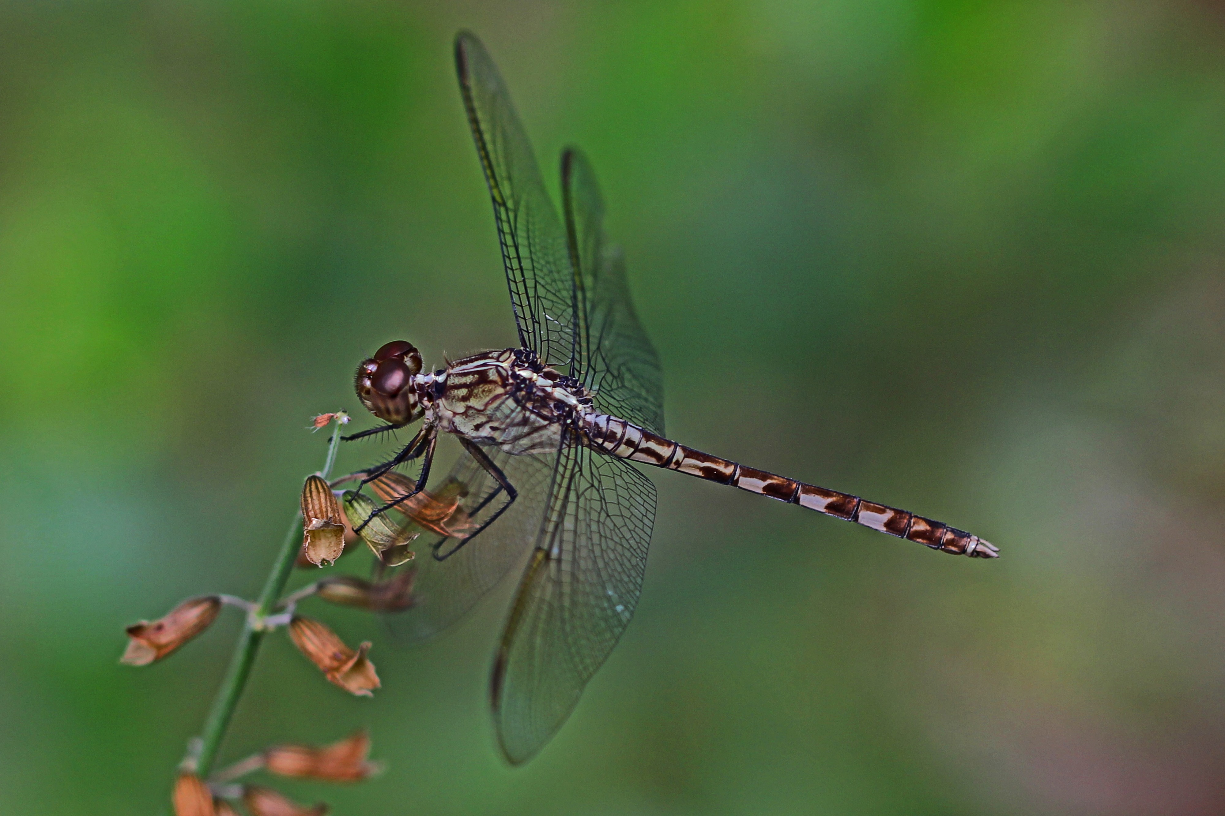 Band-winged Dragonlet - Erythrodiplax umbrata, Fairchild Tropical Gardens, Coral Gables, Florida - 6484189003