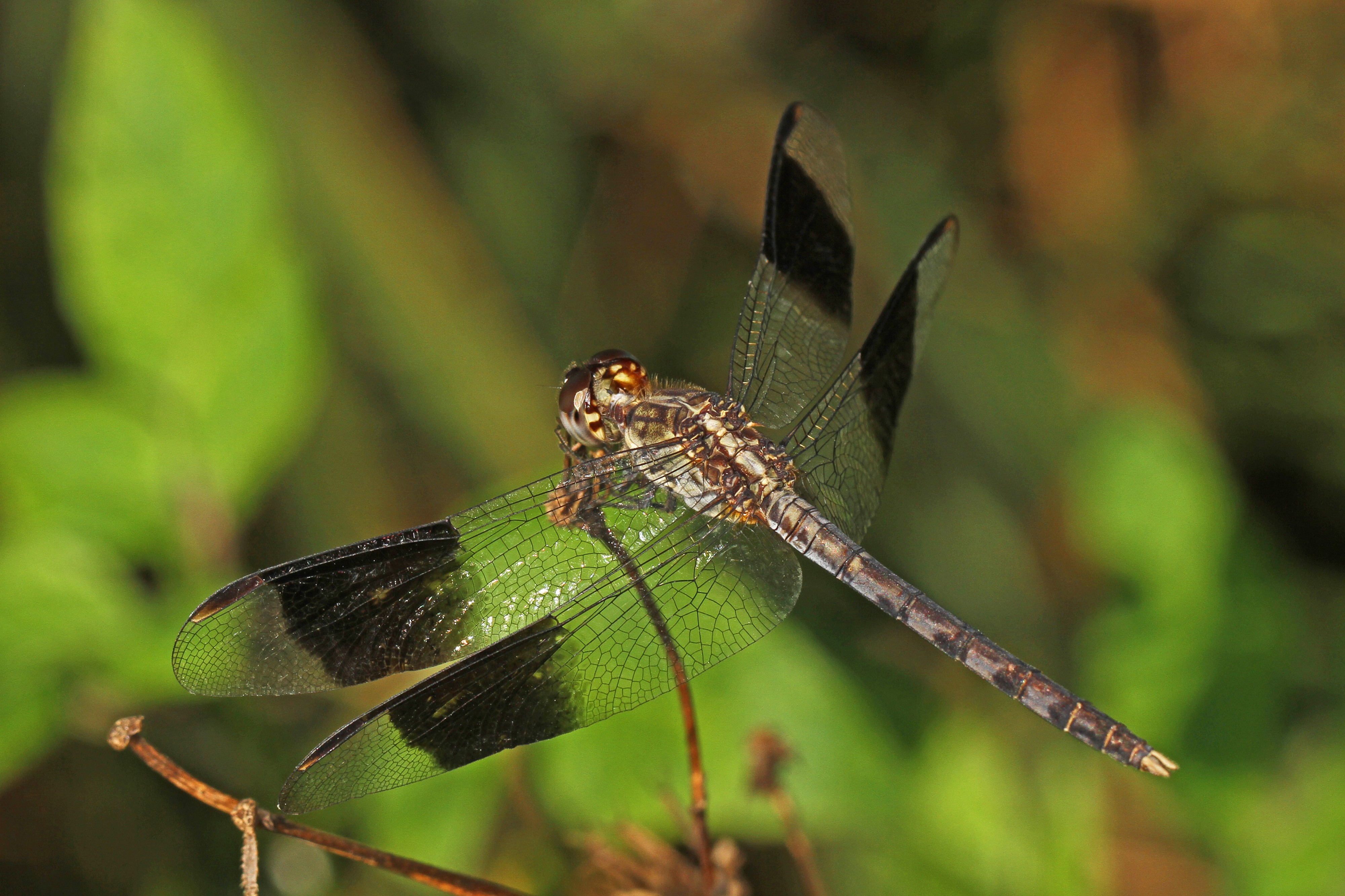 Band-winged Dragonlet - Erythrodiplax umbrata, Fern Forest Nature Center, Coconut Creek, Florida - 11362101093
