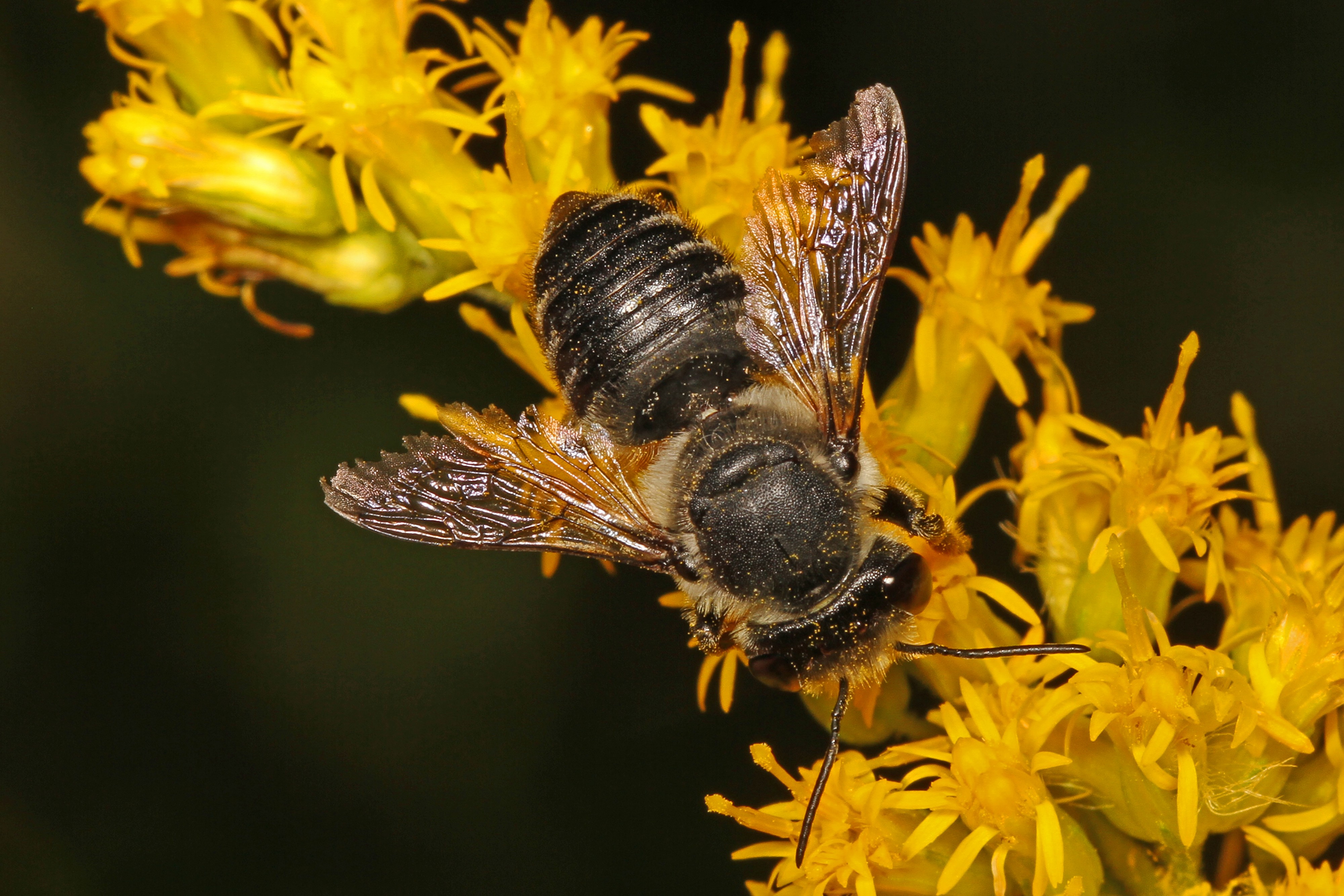 Bee - Megachile species?, Meadowood Farm SRMA, Mason Neck, Virginia