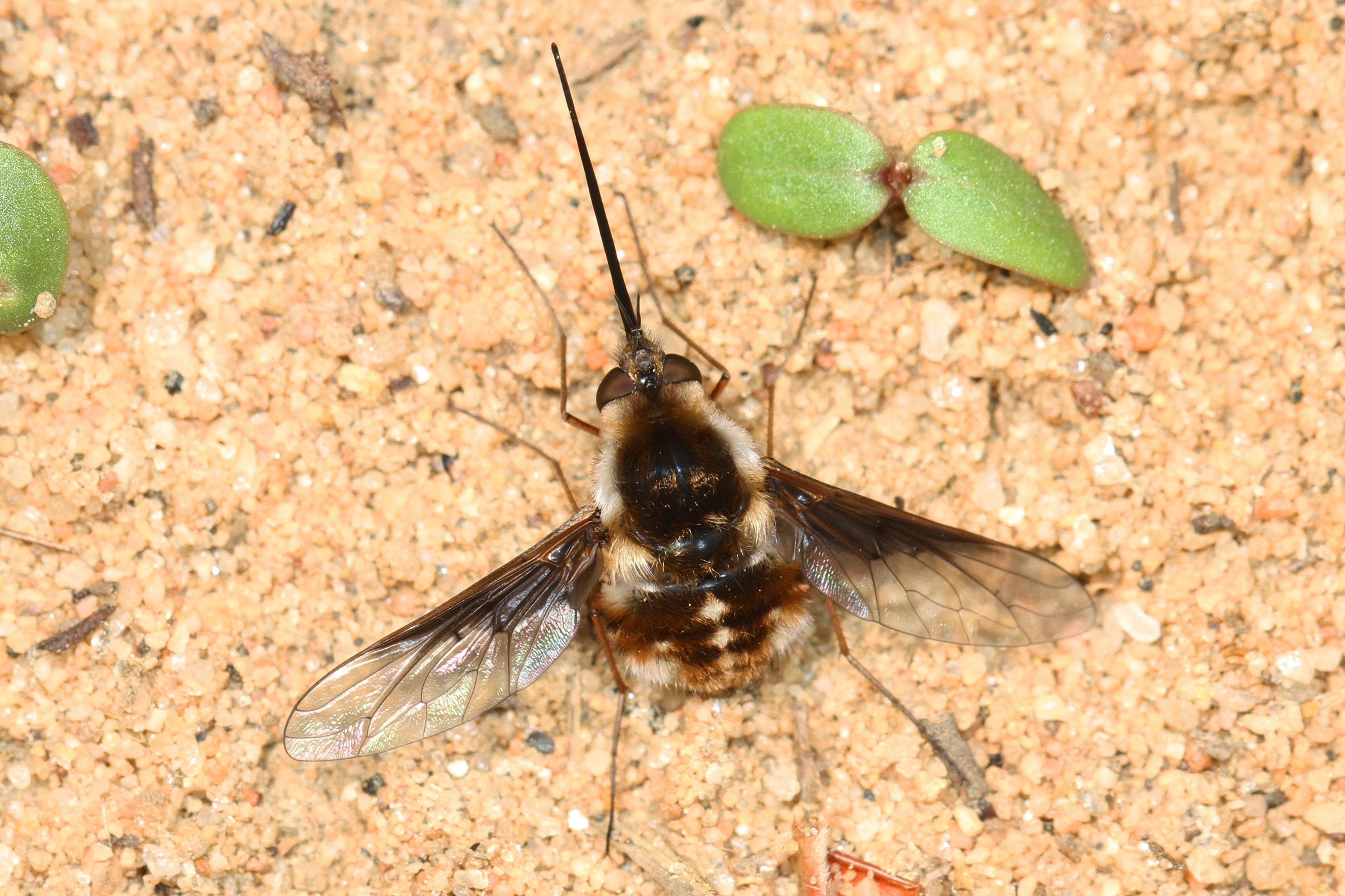 Bee Fly - Bombylius helvus - Glendening Tract, Jug Bay Sanctuary, Lothian, Maryland