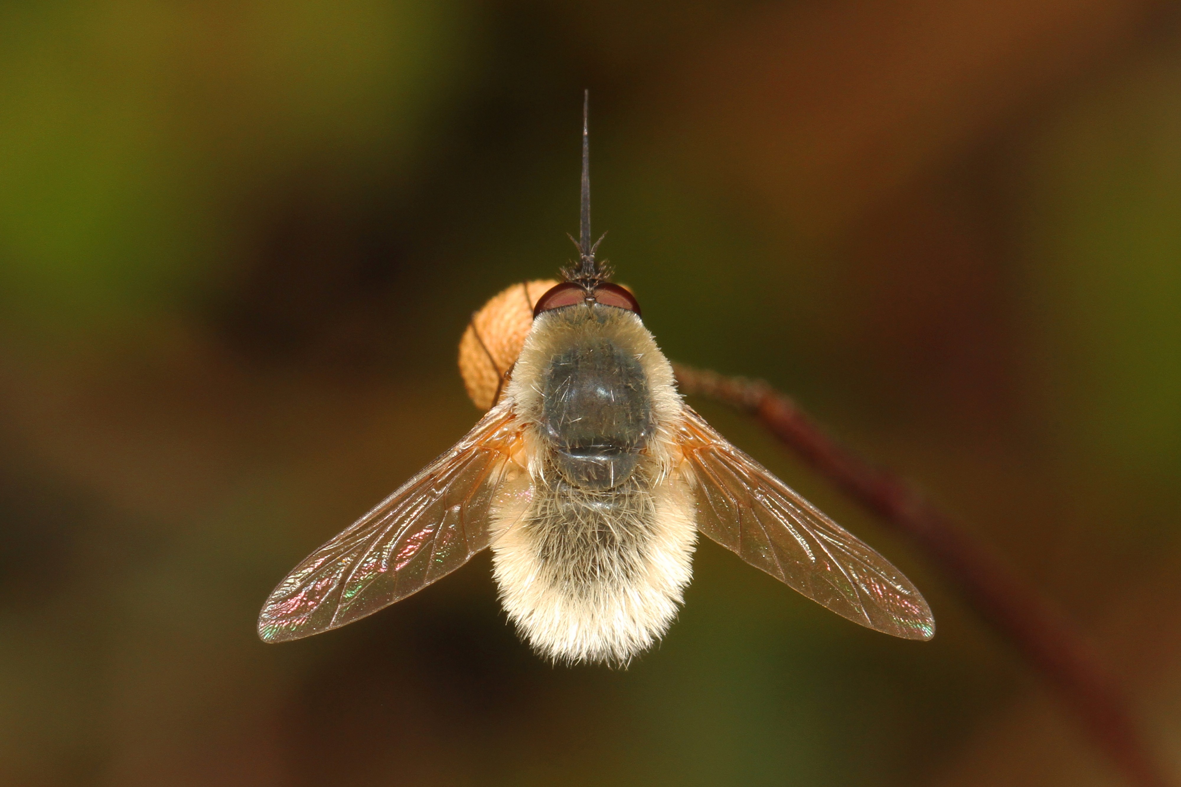 Bee Fly - Systoechus candidulus, Babcock-Webb Wildlife Management Area, Punta Gorda, Florida
