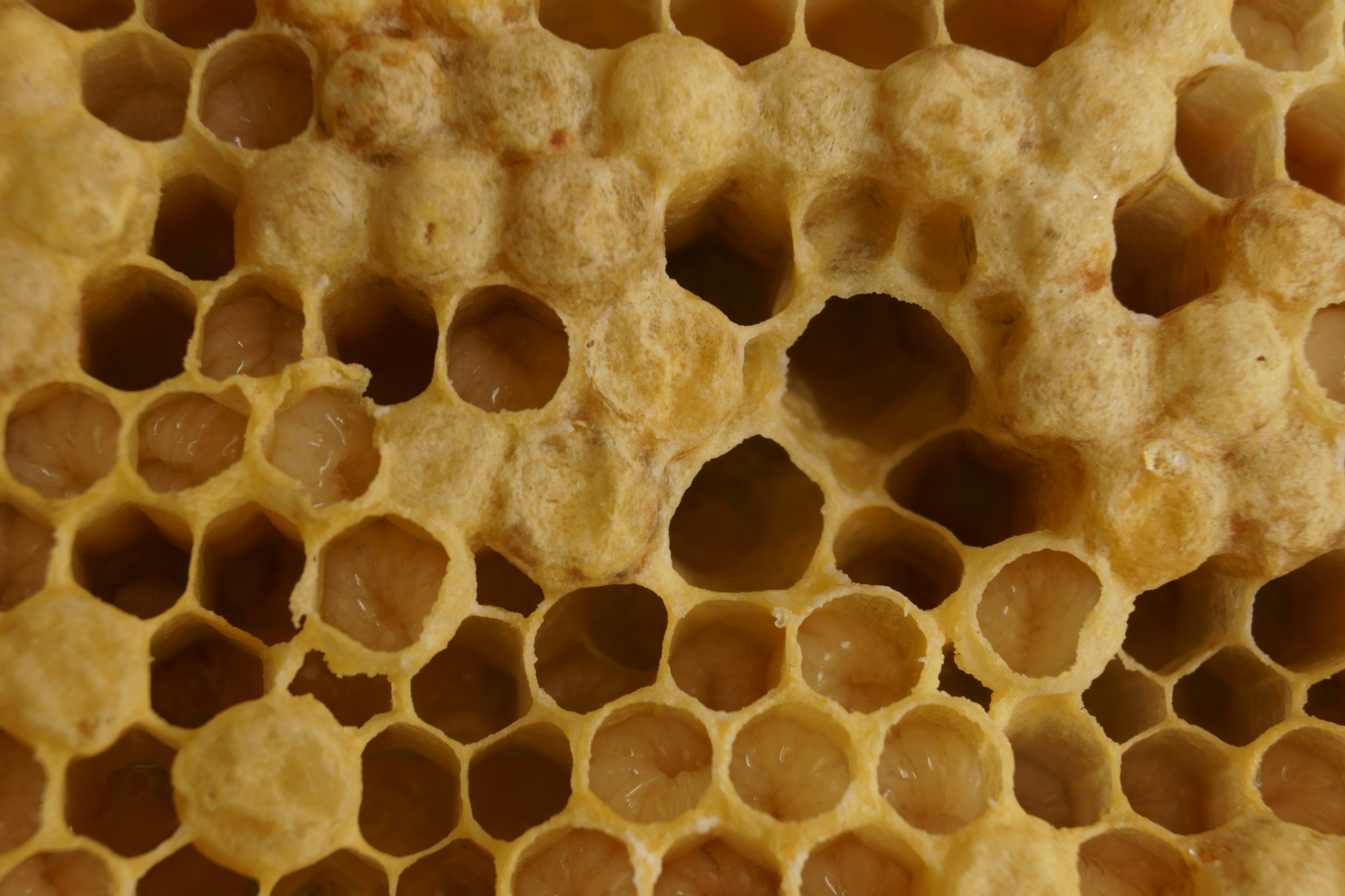 Bienenwaben mit Drohnenzellen (04)