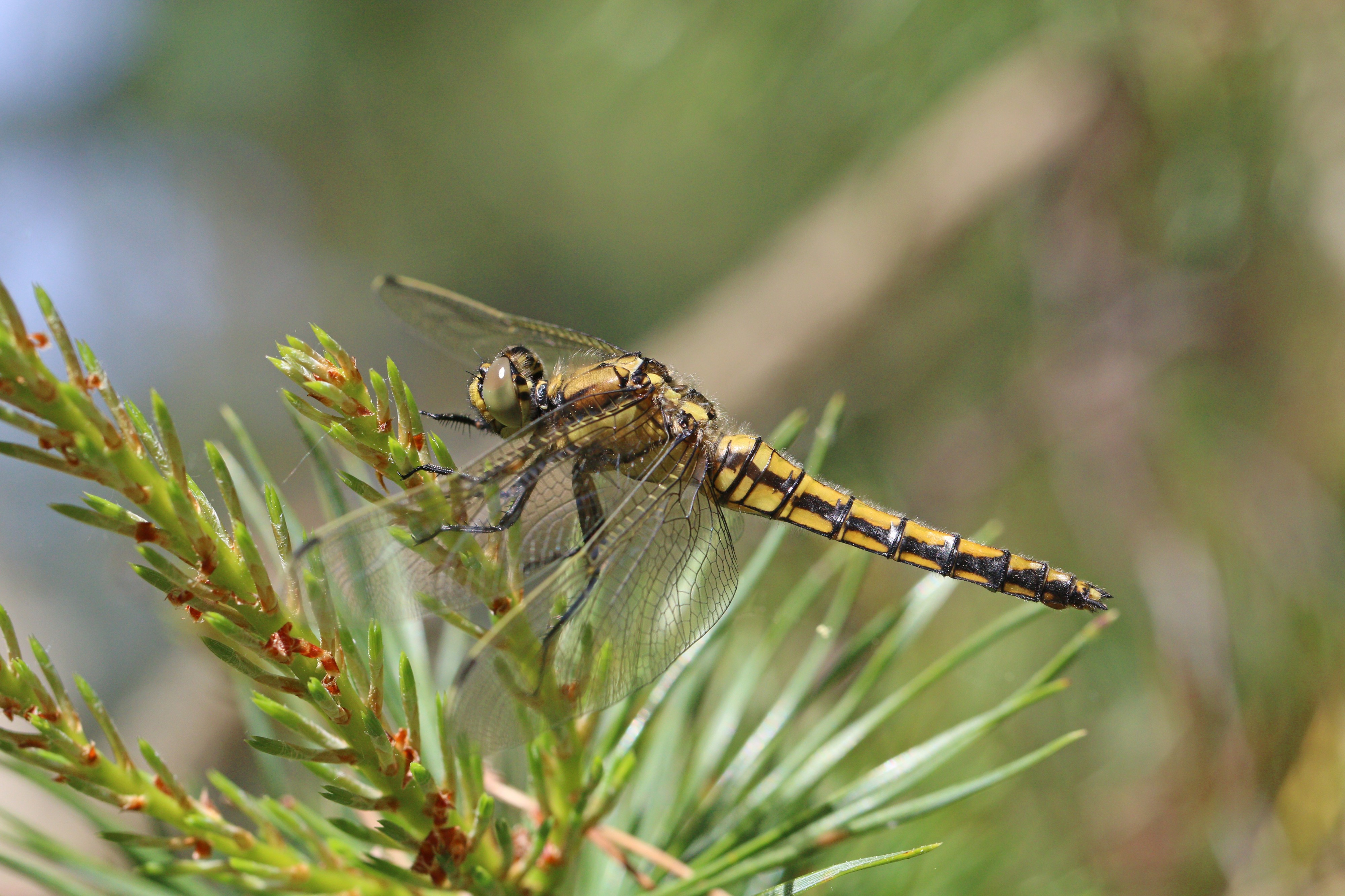 Black-tailed skimmer (Orthetrum cancellatum) female Estonia