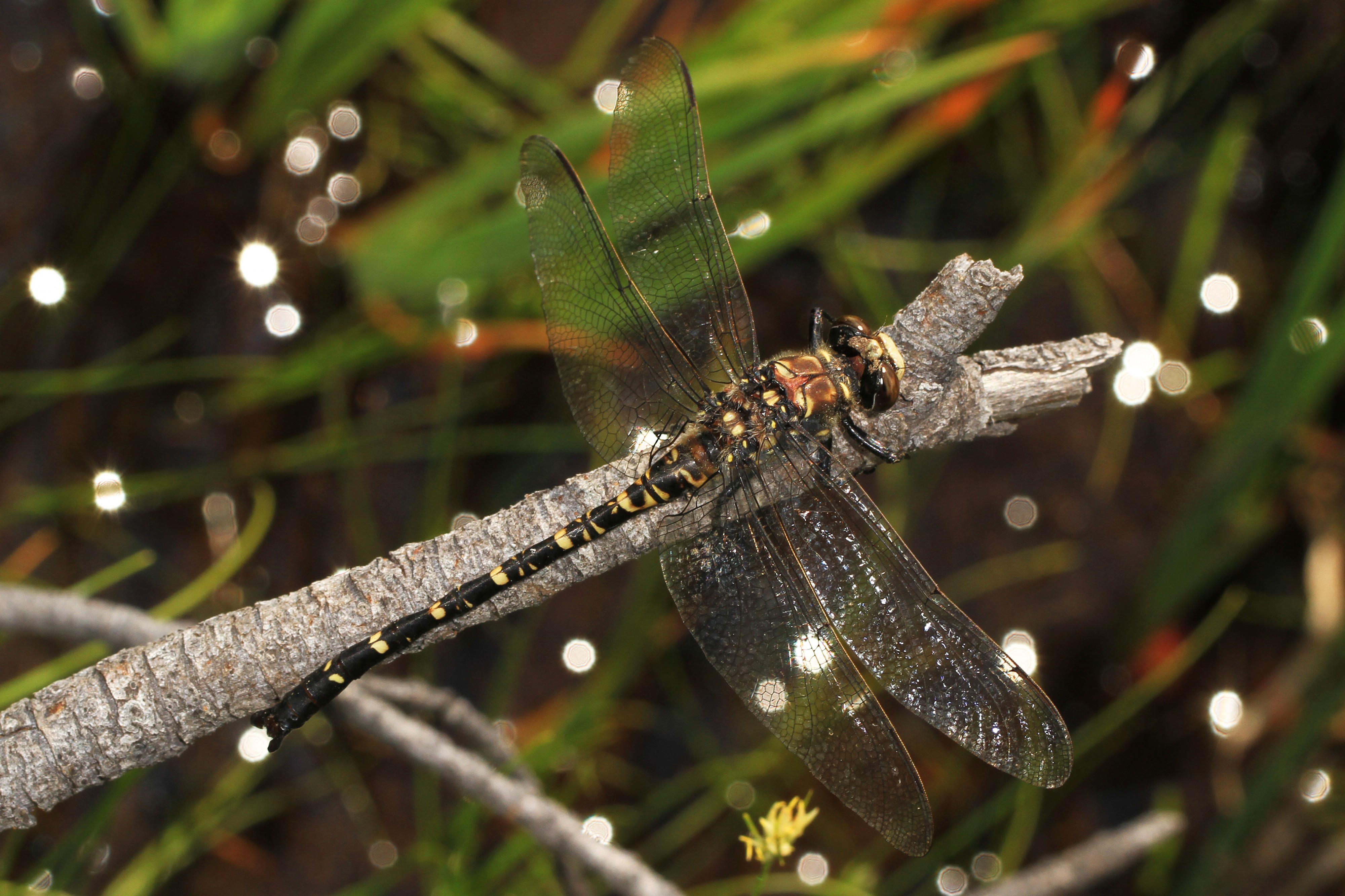 Black Petaltail - Tanypteryx hageni, Butterfly Valley Botanical Area, Quincy, California - 19346116876