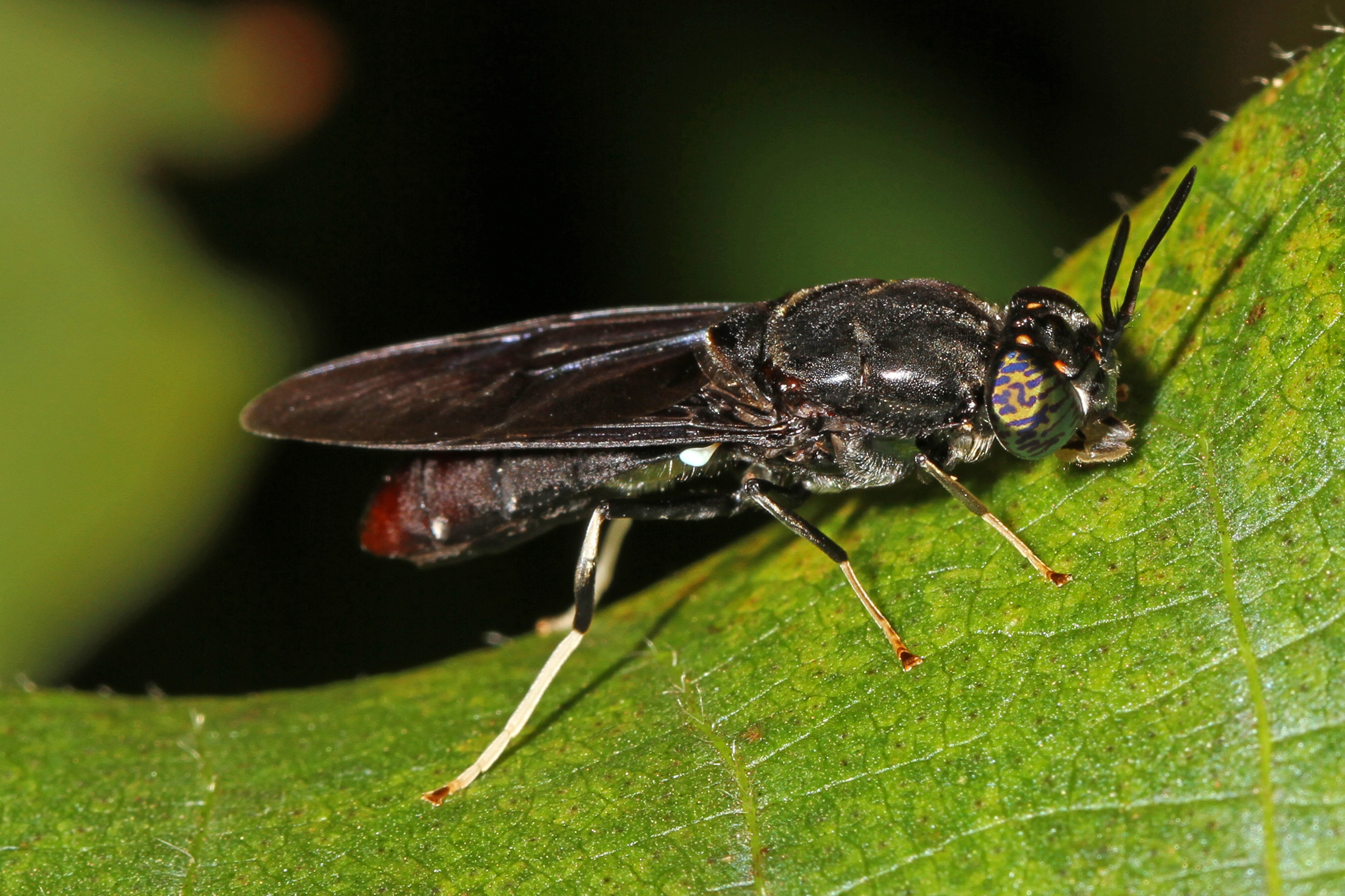 Black Soldier Fly - Hermetia illucens, National Arboretum, Washington, D.C