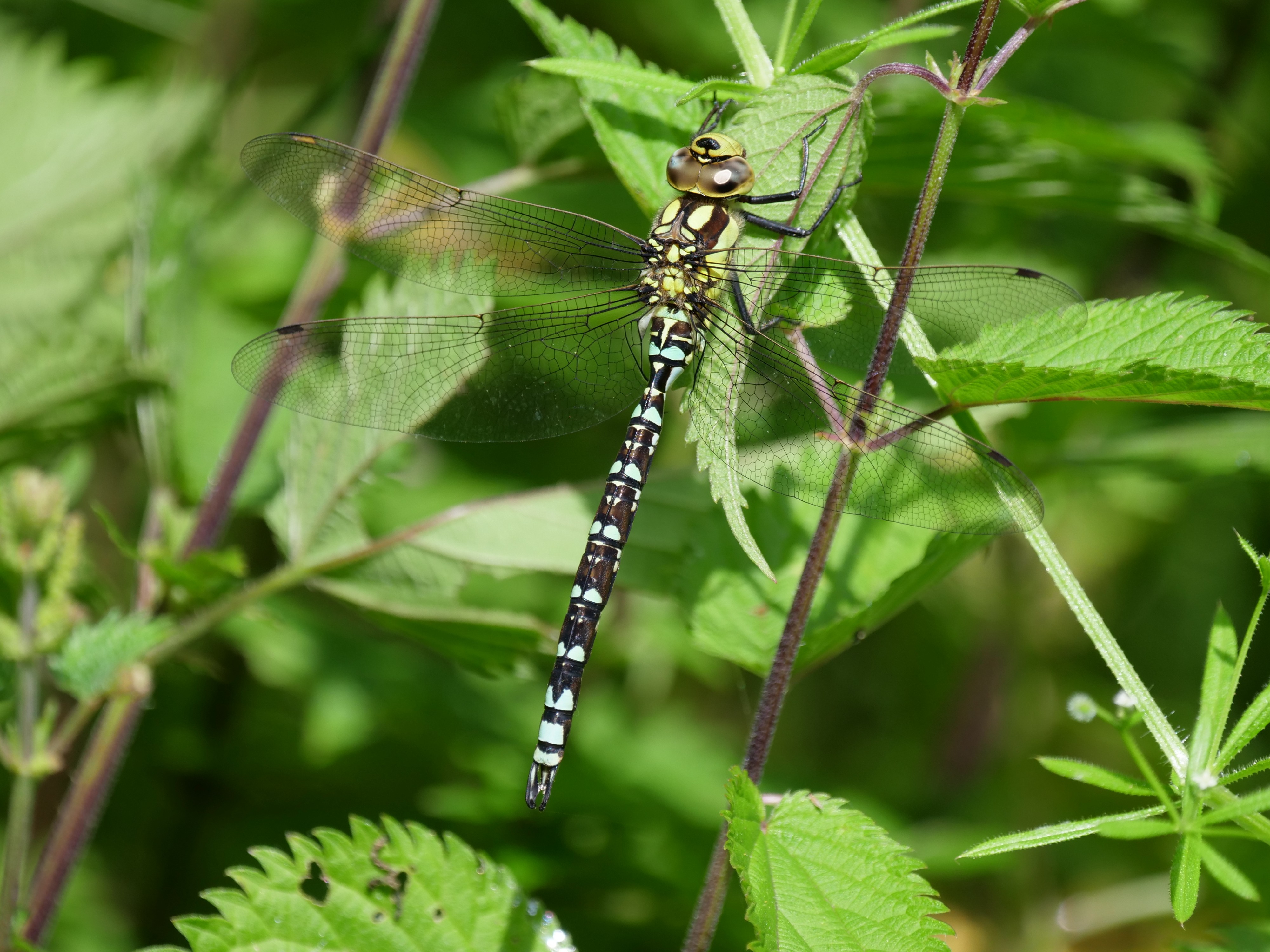 Blaugrüne Mosaikjunfer (Aeshna cyanea) P1044711