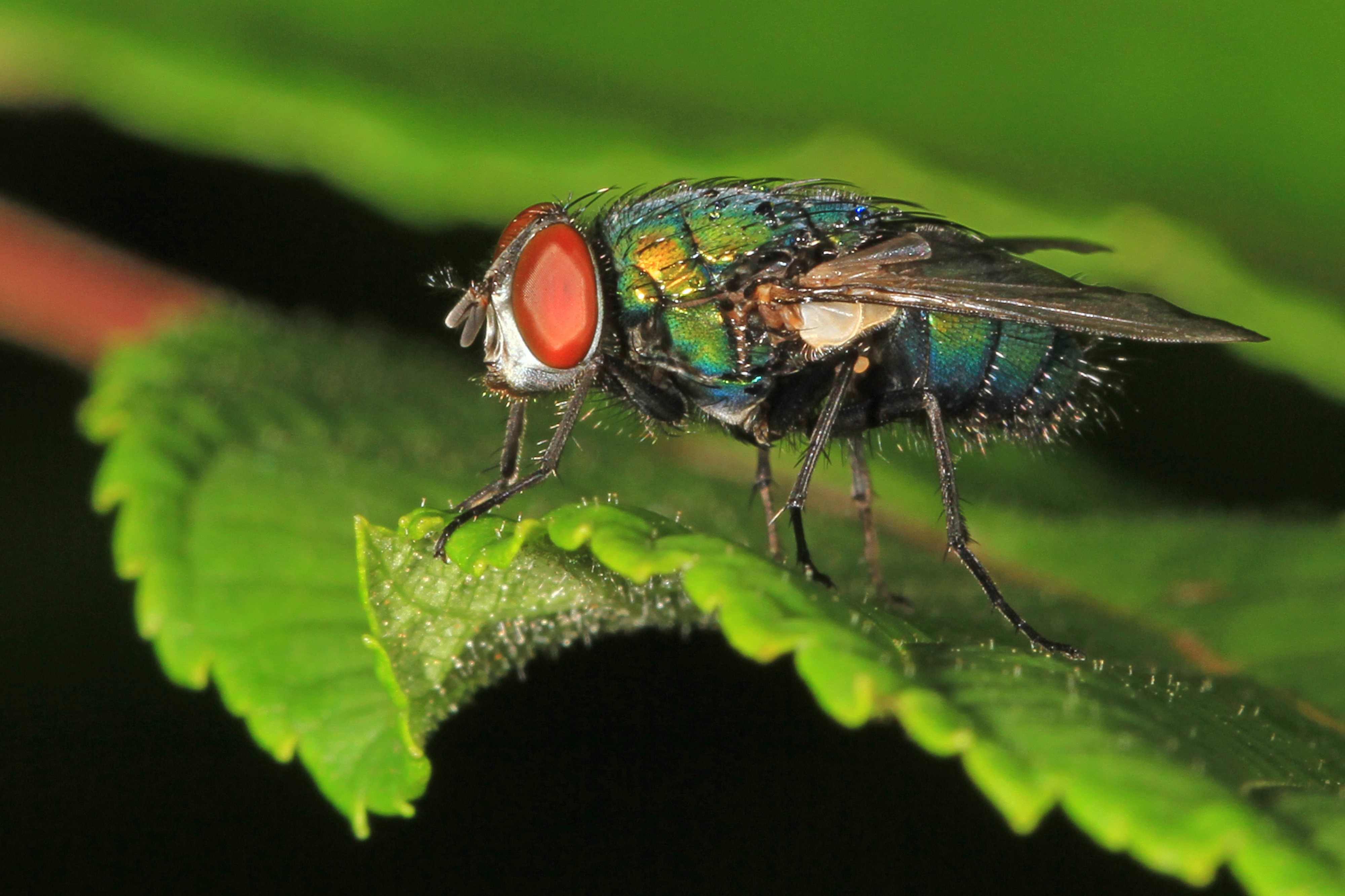 Blow Fly, Woodbridge, Virginia (36990593635)