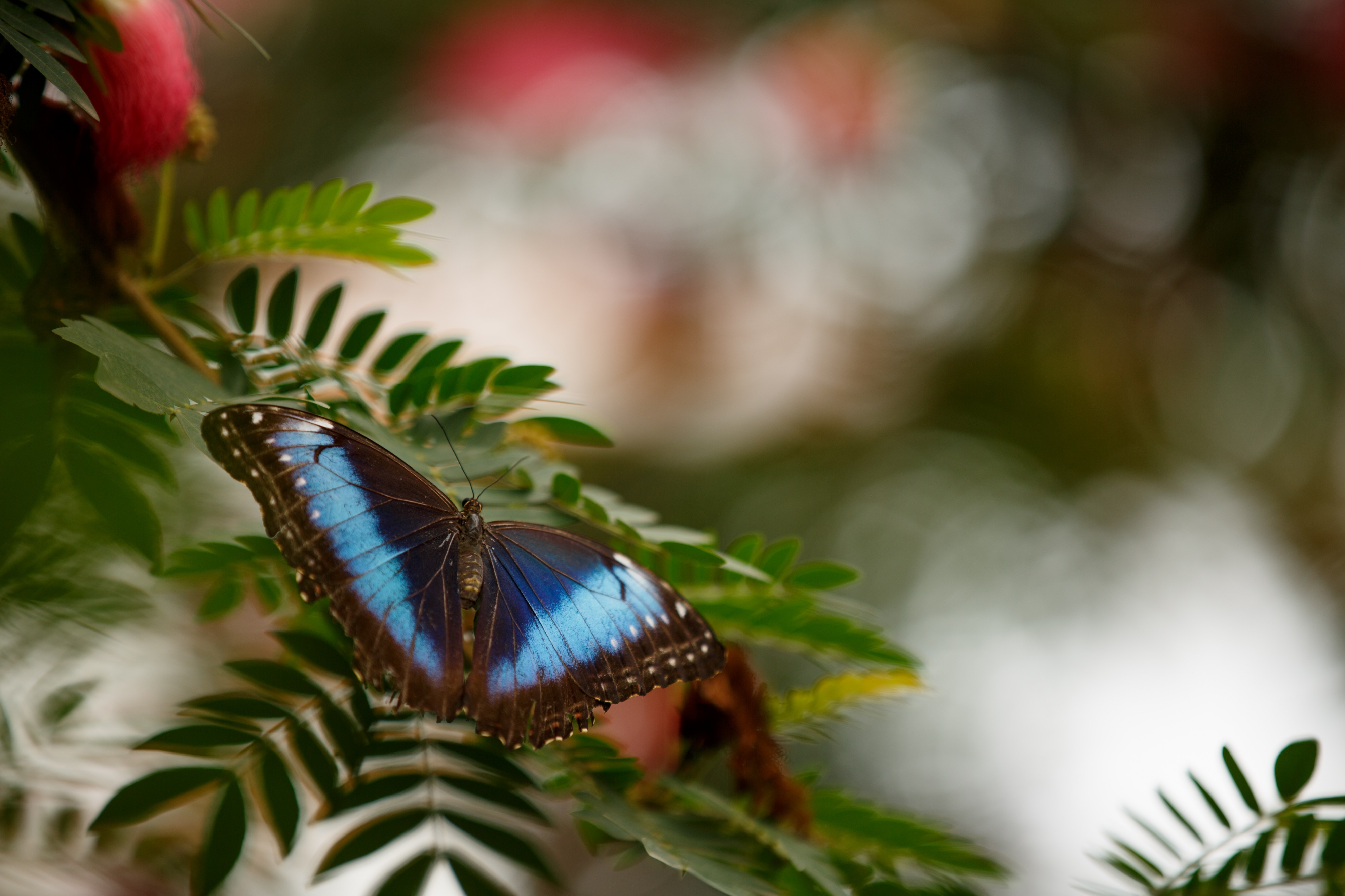 Blue butterfly (14074308758)