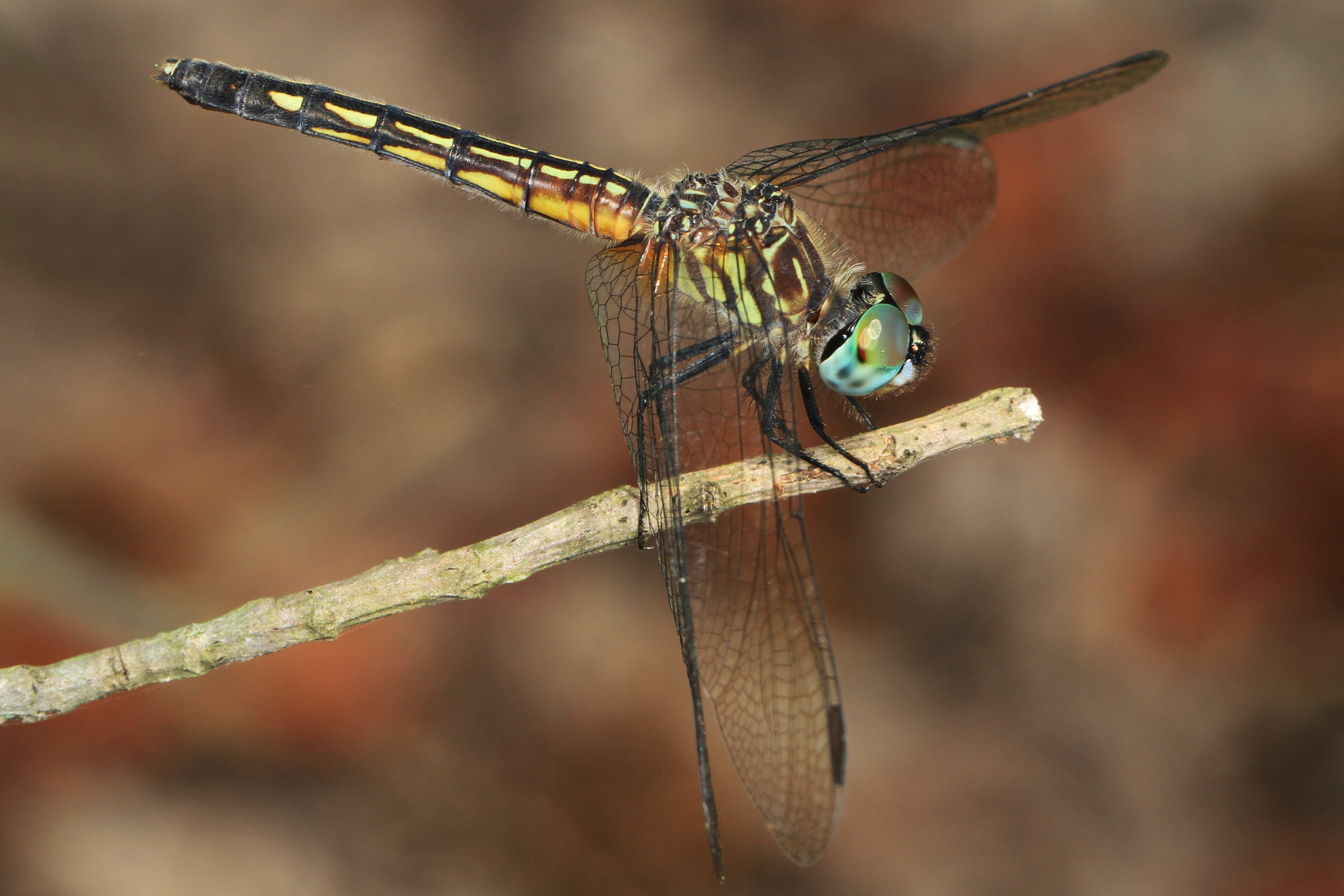 Blue Dasher - Pachydiplax longipennis, Carson, Virginia - 27672745940