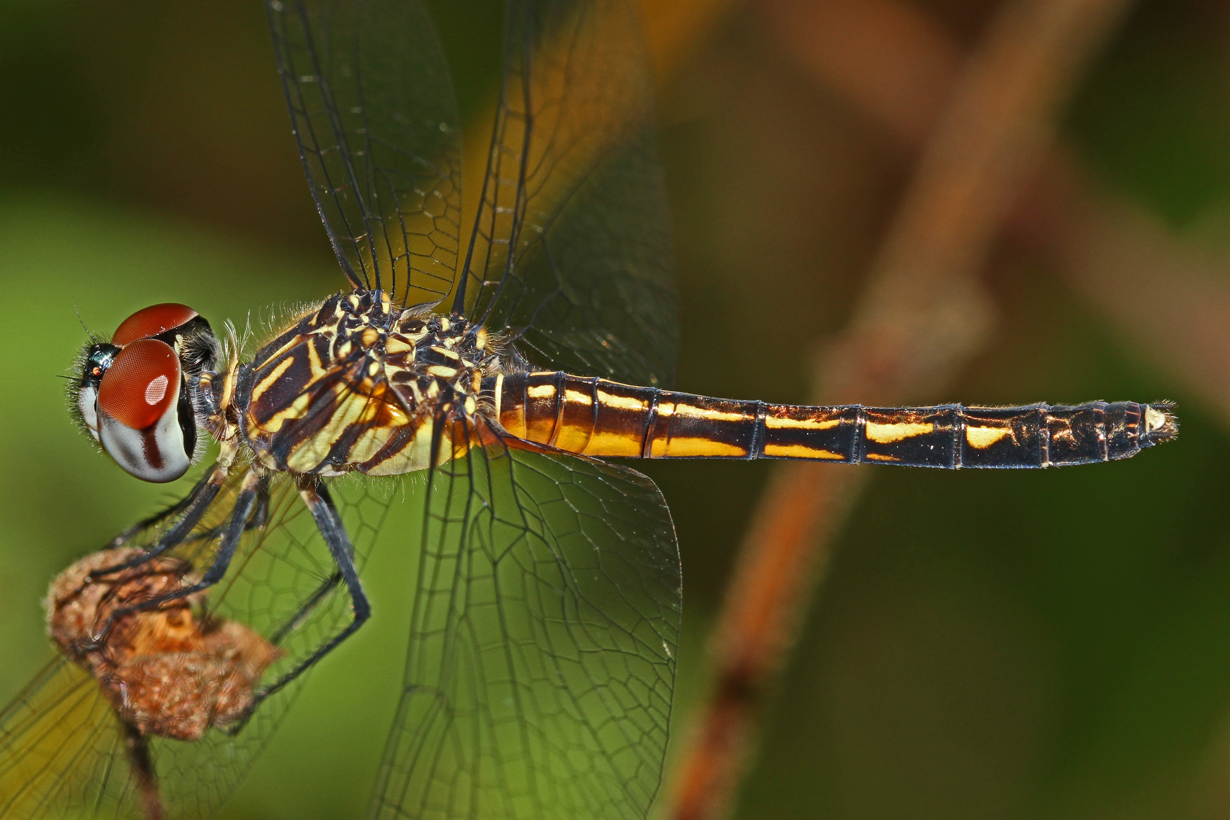 Blue Dasher - Pachydiplax longipennis, Julie Metz Wetlands, Woodbridge, Virginia - 7719925674