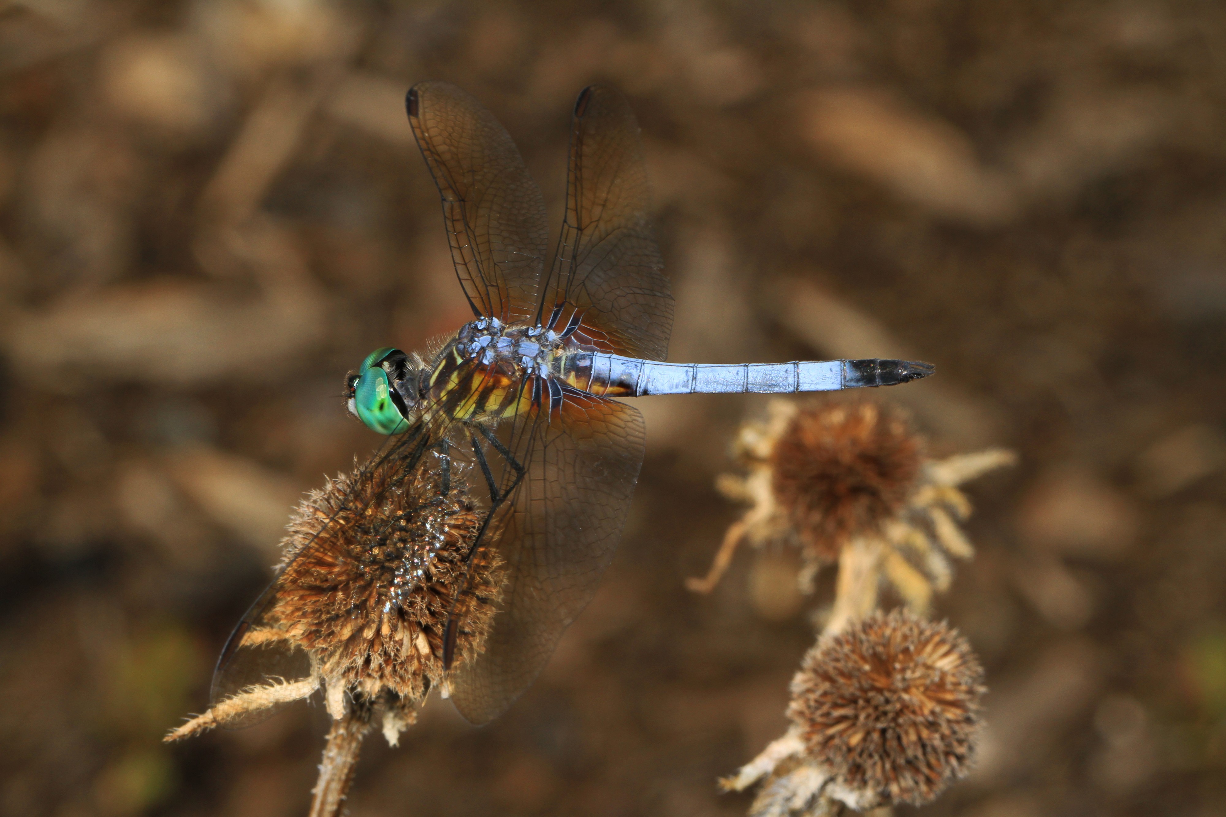 Blue Dasher - Pachydiplax longipennis, Meadowood Farm SRMA, Mason Neck, Virginia - 29213700875