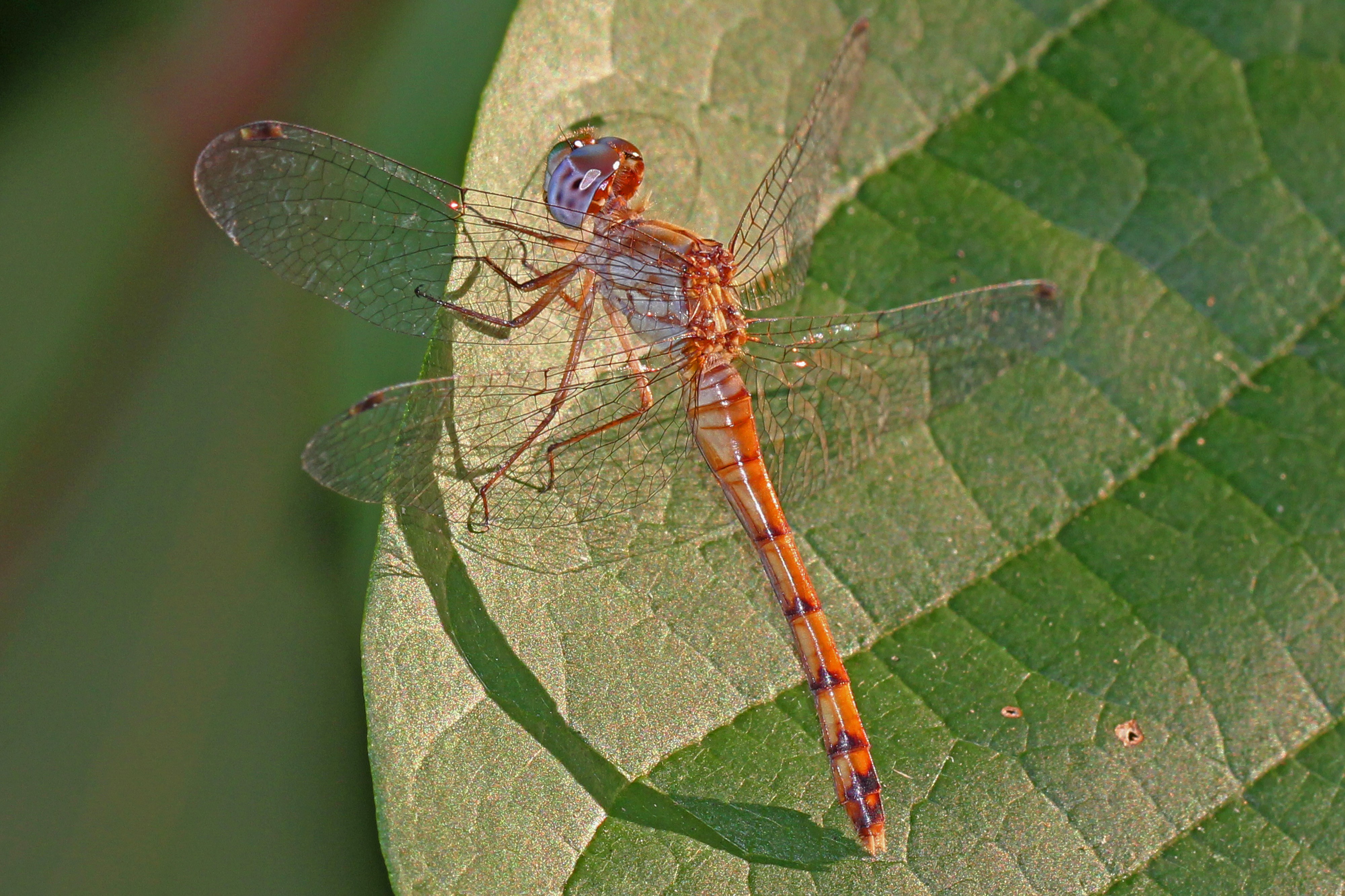 Blue-faced Meadowhawk - Sympetrum ambiguum, Julie Metz Wetlands, Va. - 6099045519