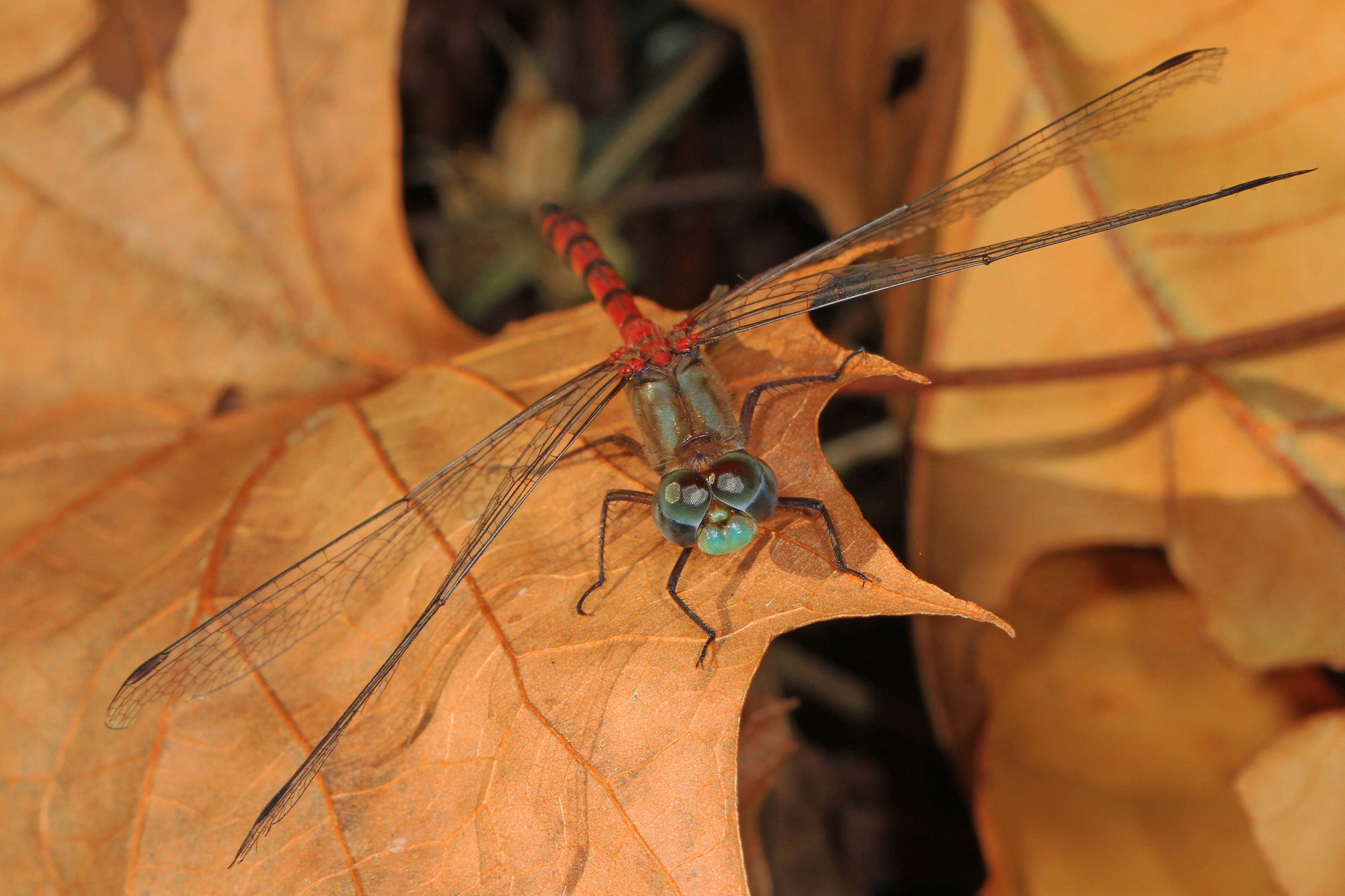 Blue-faced Meadowhawk - Sympetrum ambiguum, Mason Neck, Virginia - 30538497473