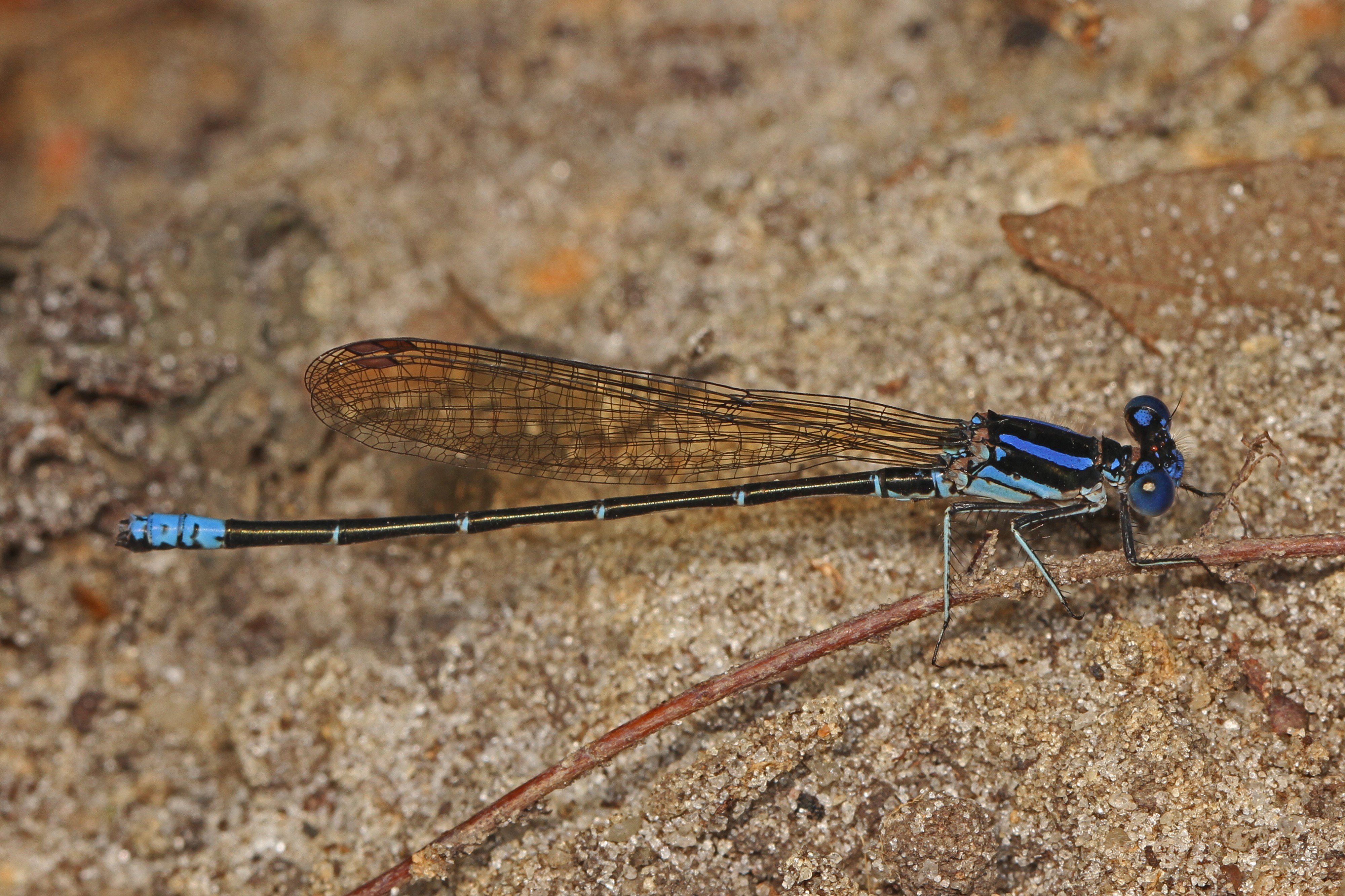 Blue-tipped Dancer (male) - Argia tibialis, Lake Lotus Park, Altamonte Springs, Florida
