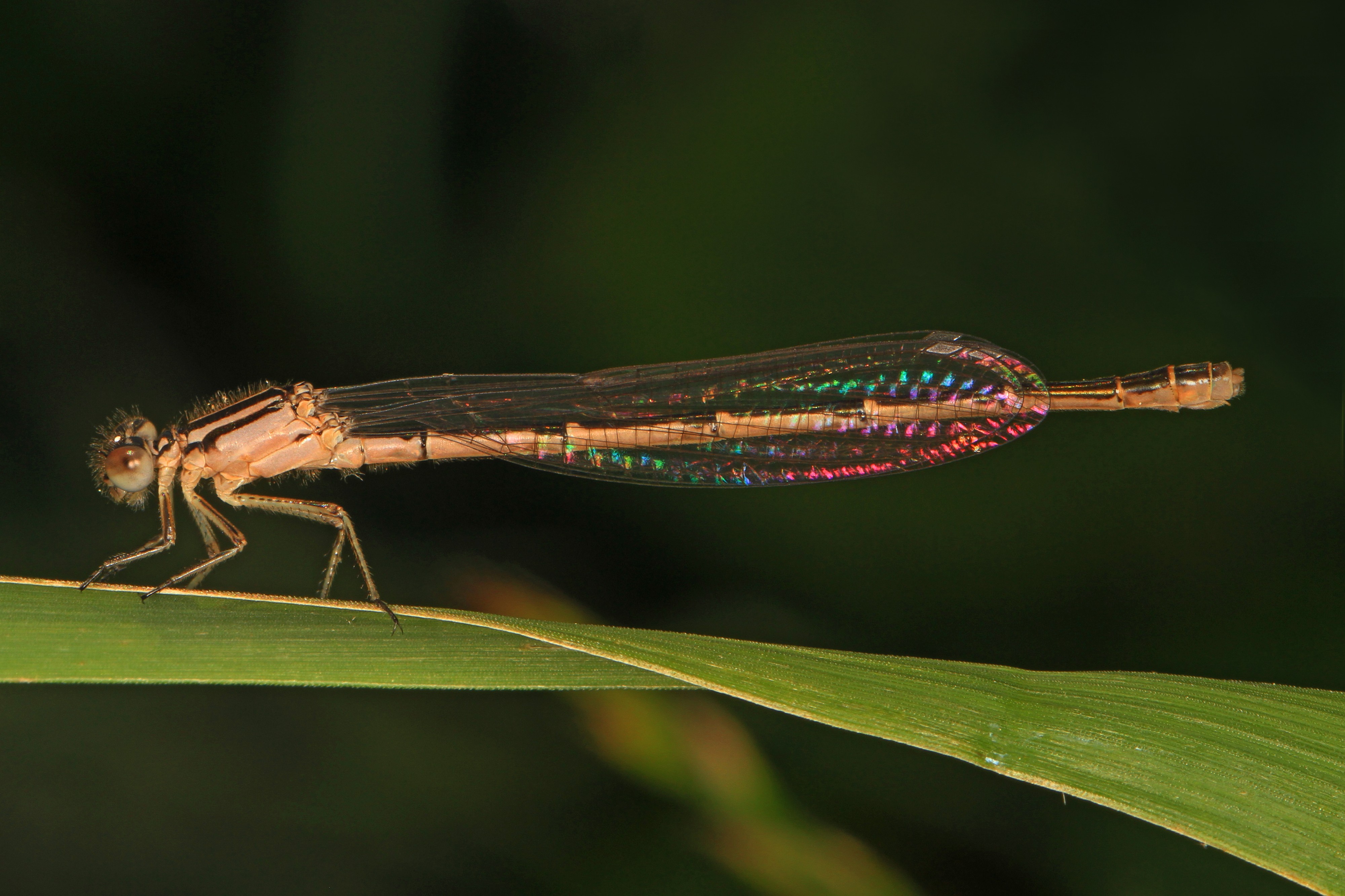 Bluet species, Occoquan Bay National Wildlife Refuge, Woodbridge, Virginia - 26669167474