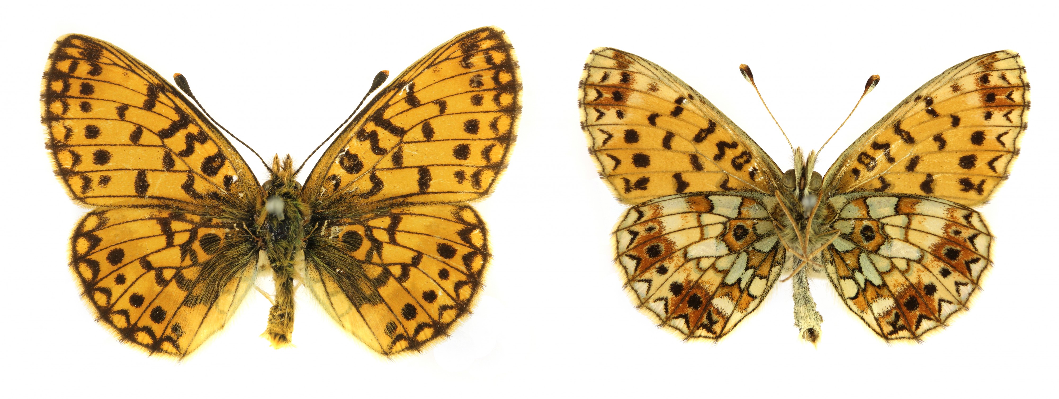 Boloria selene SLU