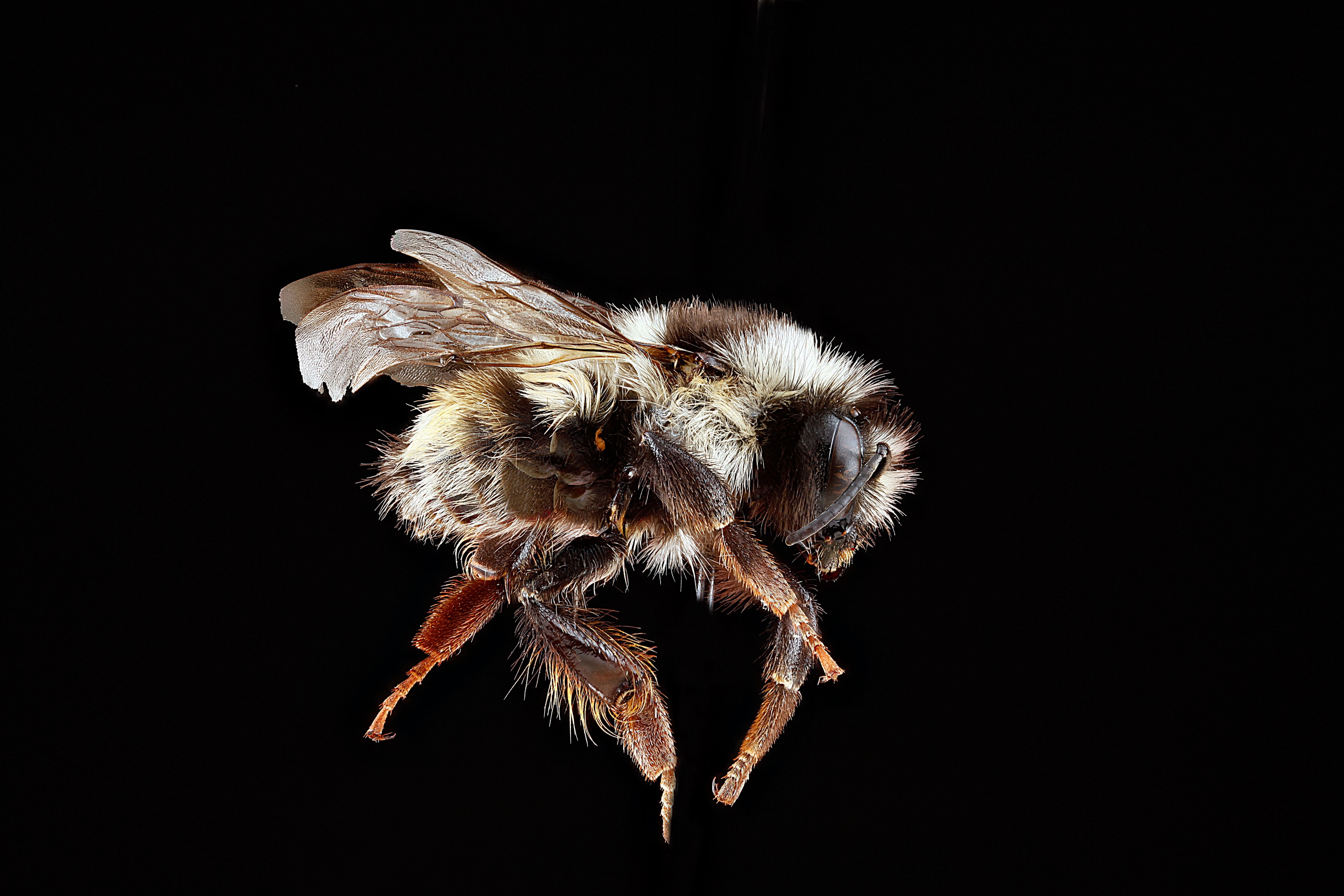 Bombus bifarius