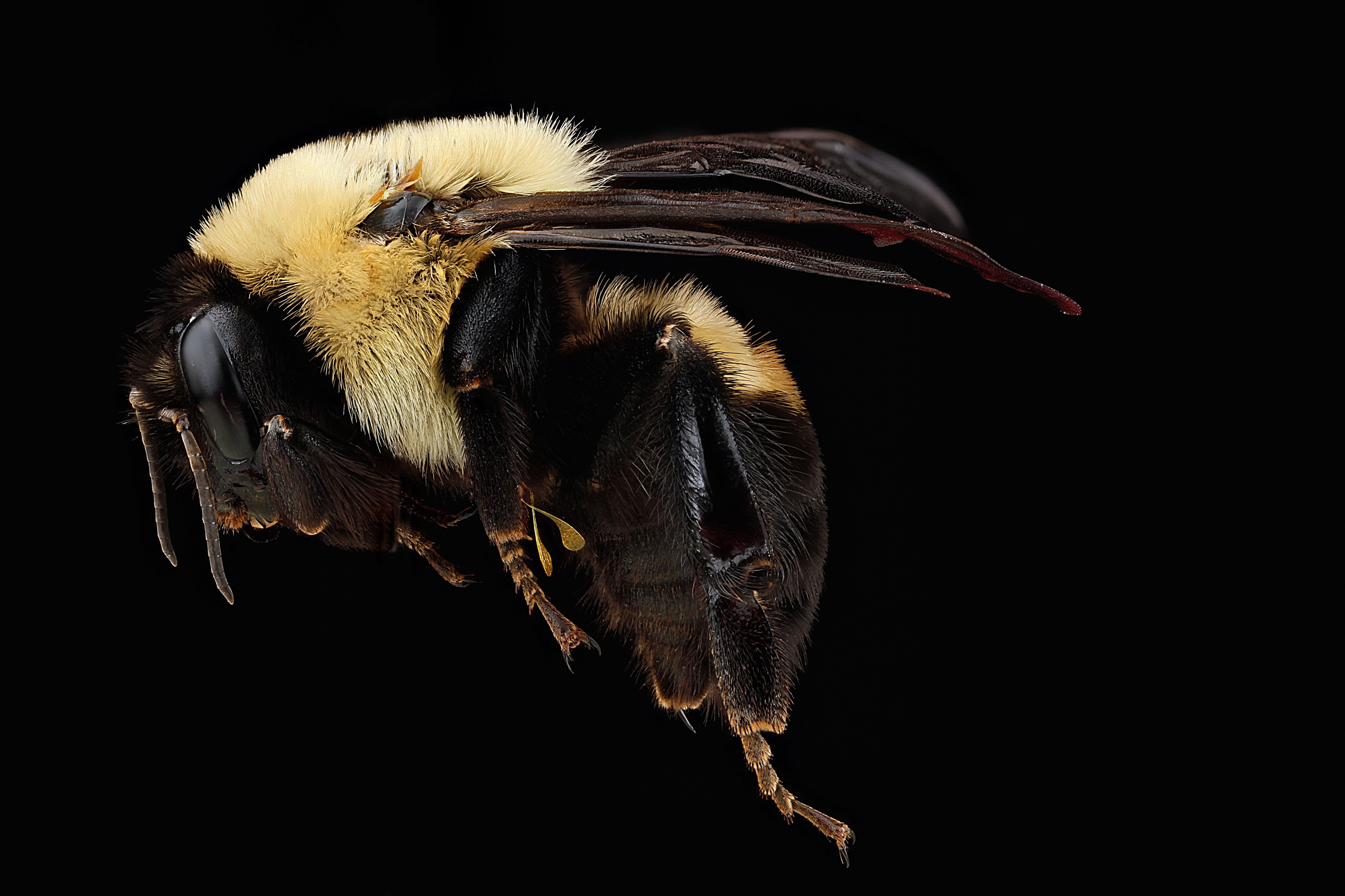 Bombus griseocollis