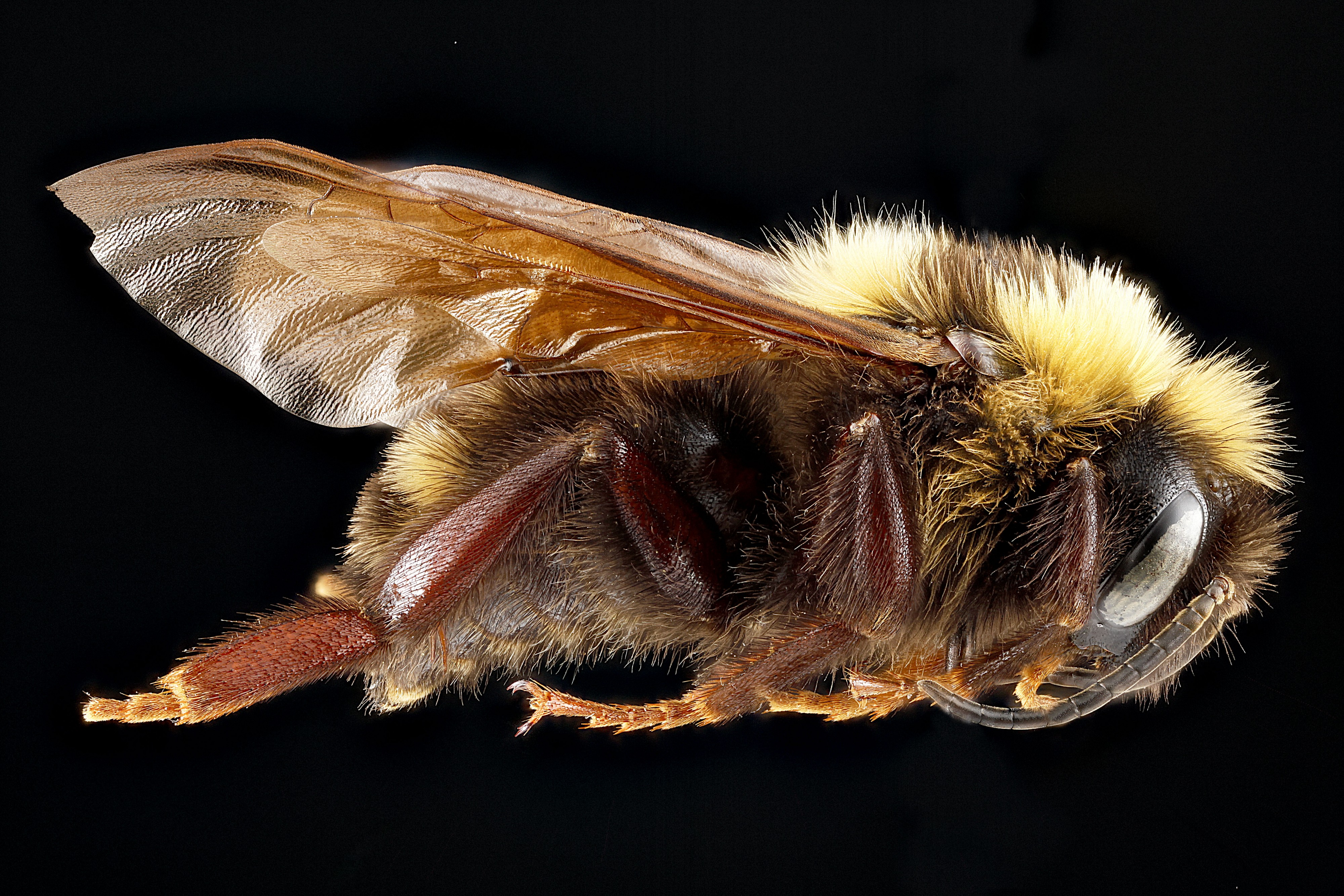 Bombus variabilis m