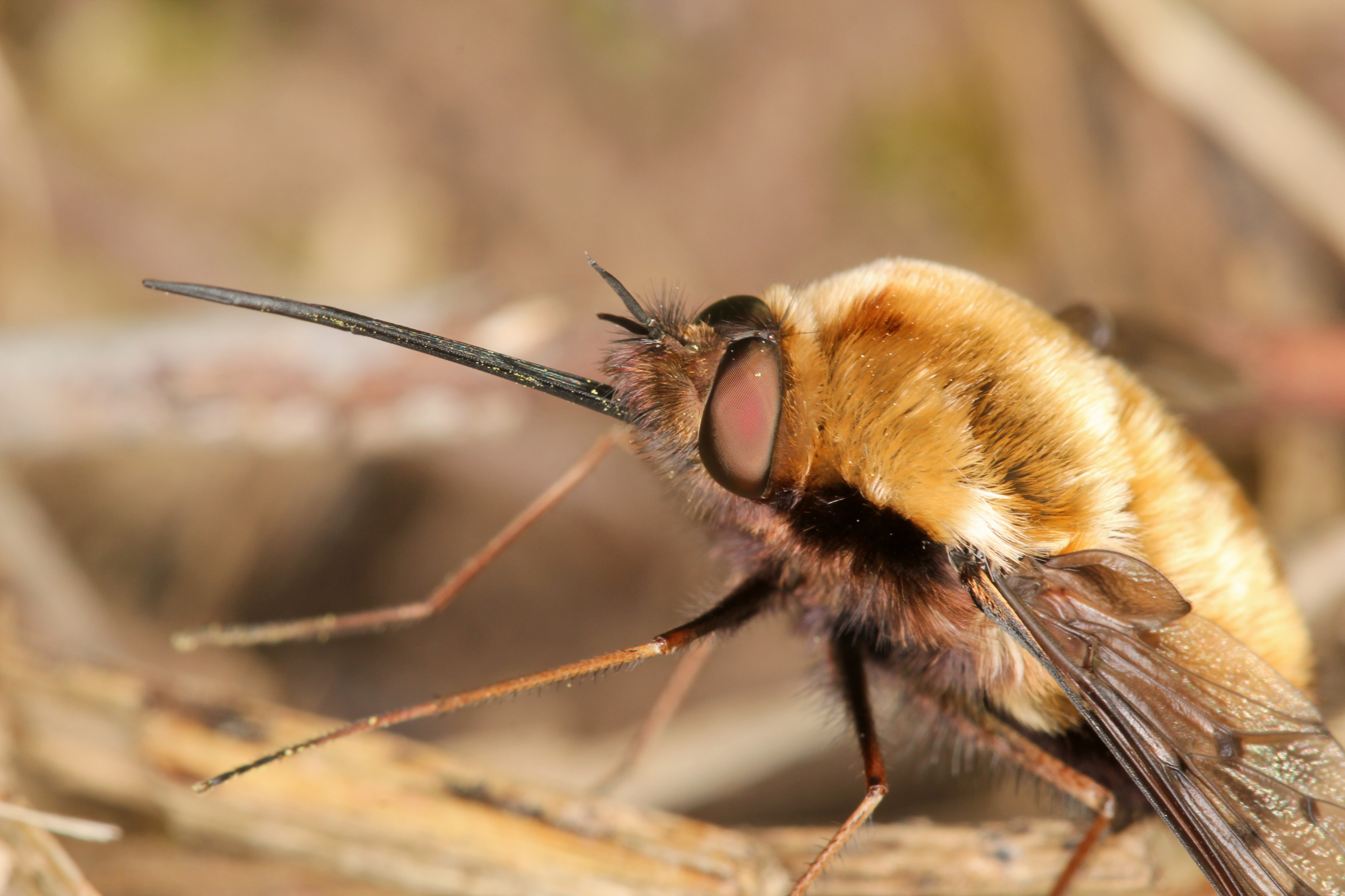 Bombylius discolor (7022117285)